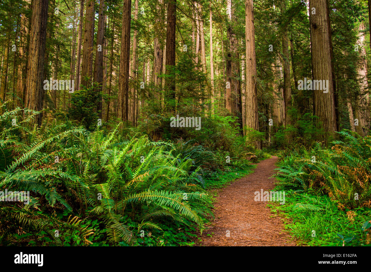 Alberi giganti e un percorso di trekking nella foresta di Redwood Foto Stock