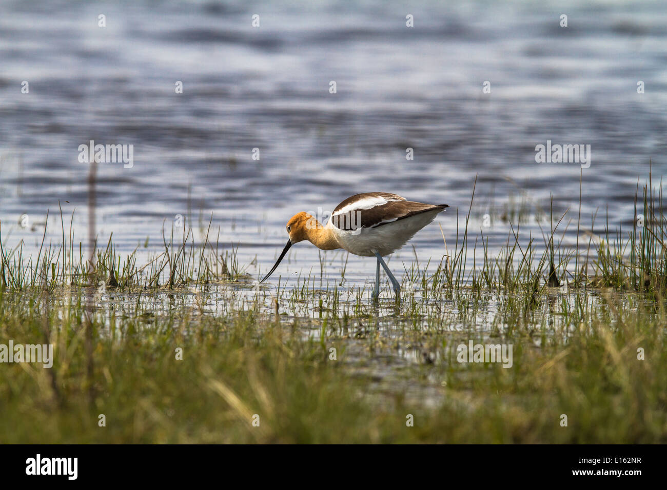 American Avocet (Recurvirostra americana) variopinto piumaggio di allevamento. In piedi in acqua e in cerca di cibo. Foto Stock