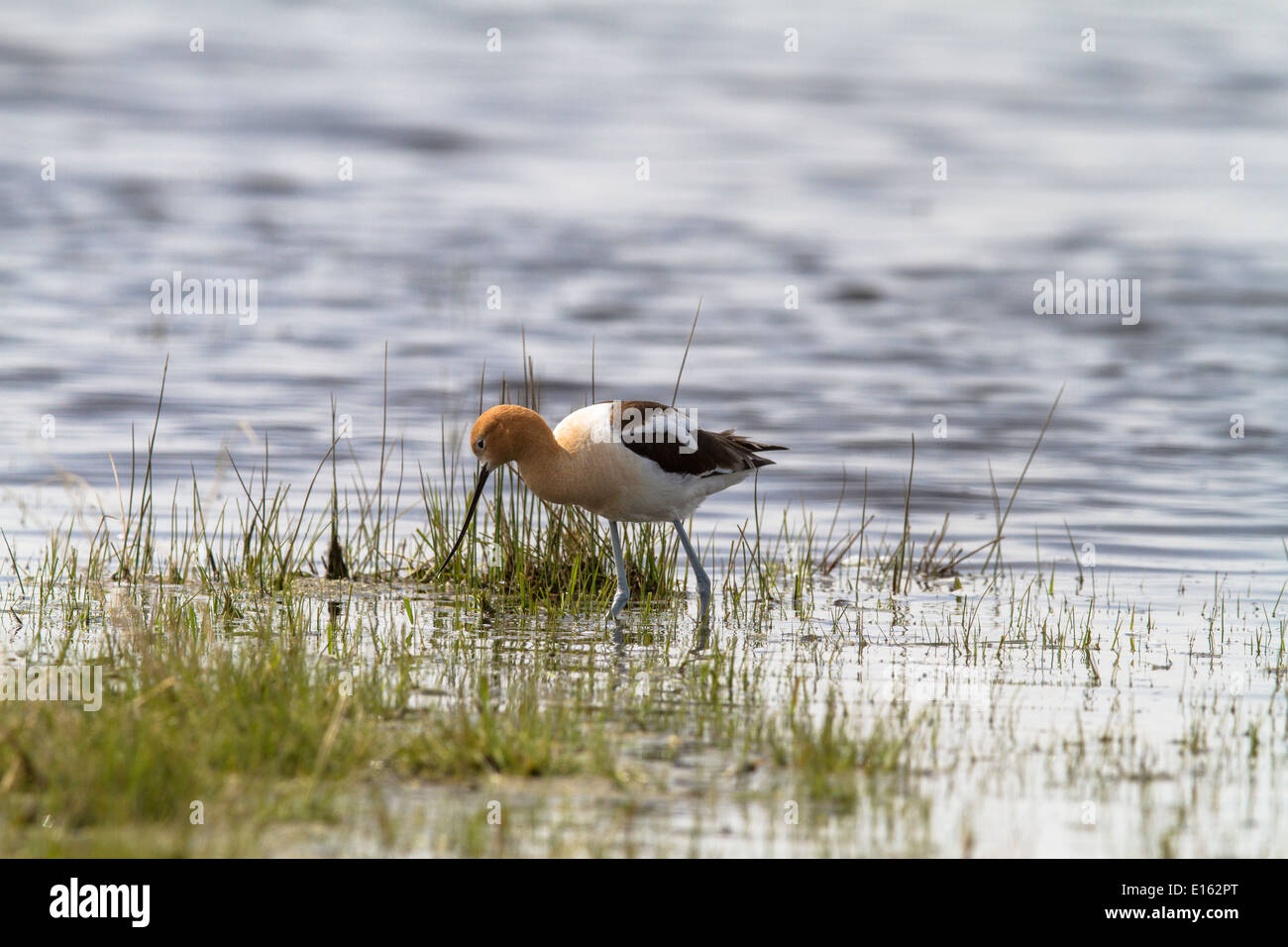 American Avocet (Recurvirostra americana) variopinto piumaggio di allevamento. In piedi in acqua e in cerca di cibo. Foto Stock