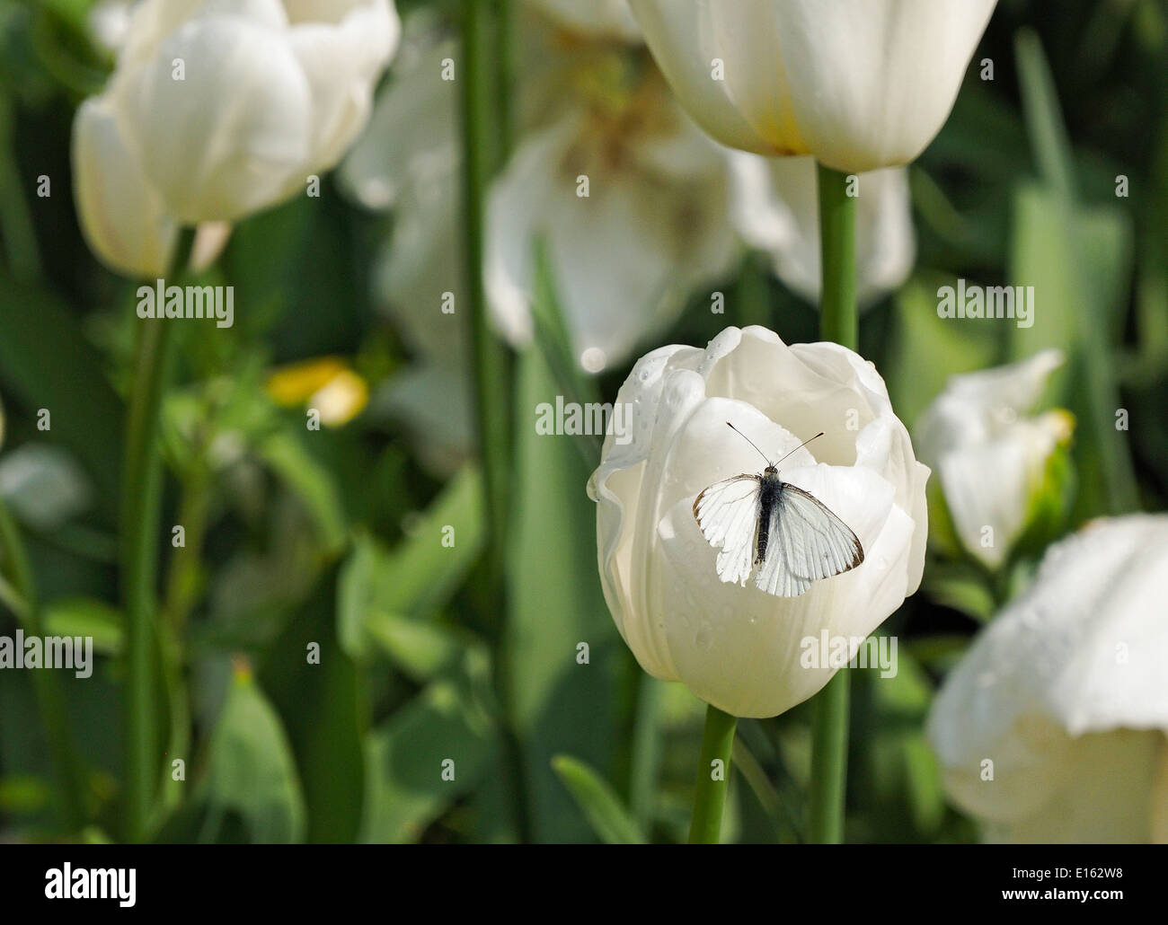 In bianco e nero farfalla su un tulipano bianco Foto Stock