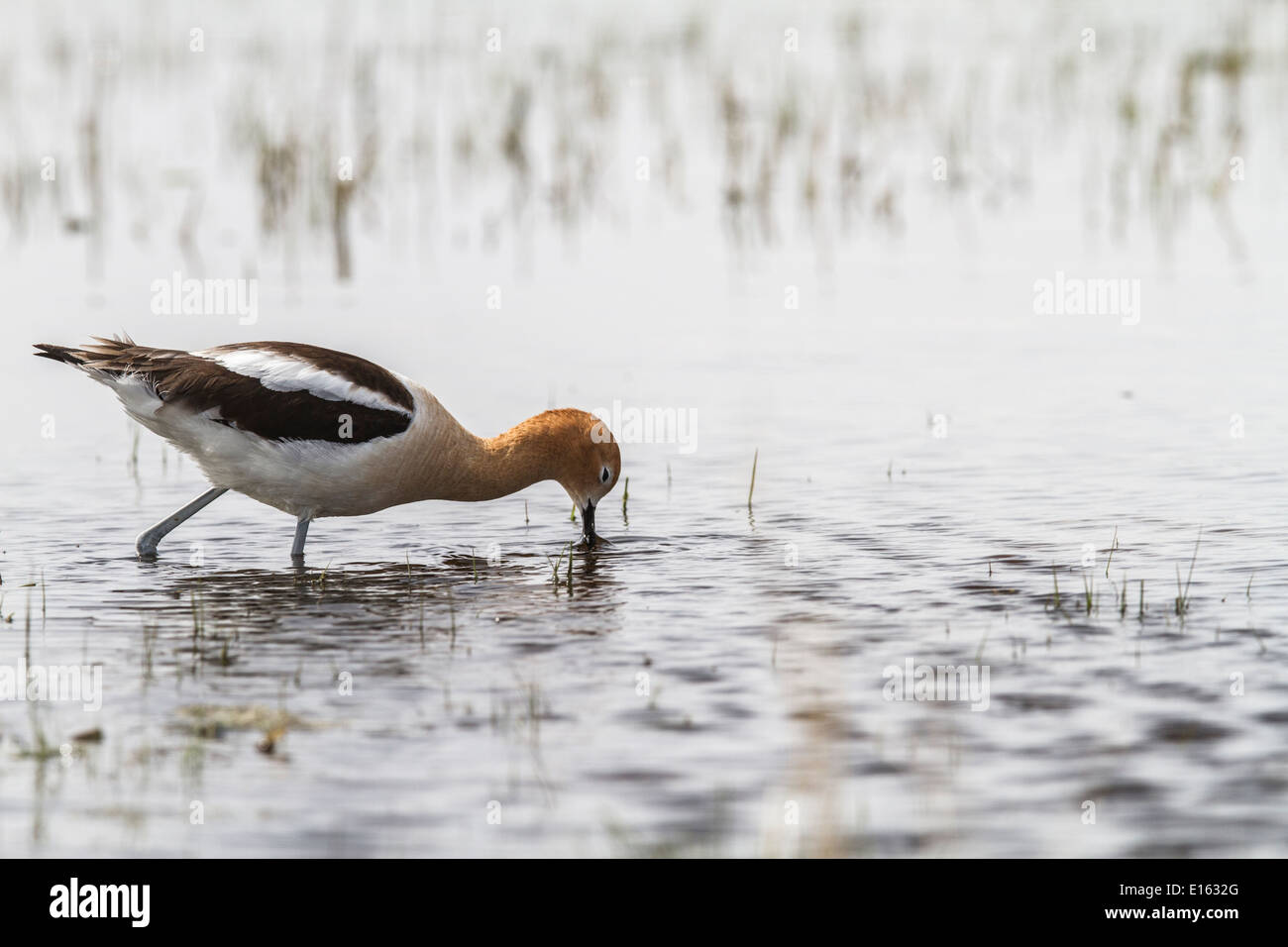 American Avocet (Recurvirostra americana) variopinto piumaggio di allevamento. In piedi in acqua e in cerca di cibo. Foto Stock