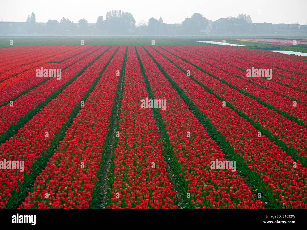 Campi di Tulipani Rossi Holland Foto Stock