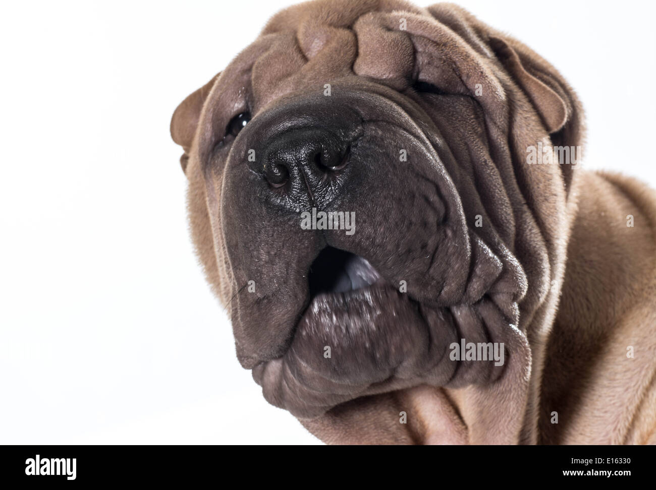 Chinese Shar Pei ritratto di testa isolata su sfondo bianco Foto Stock