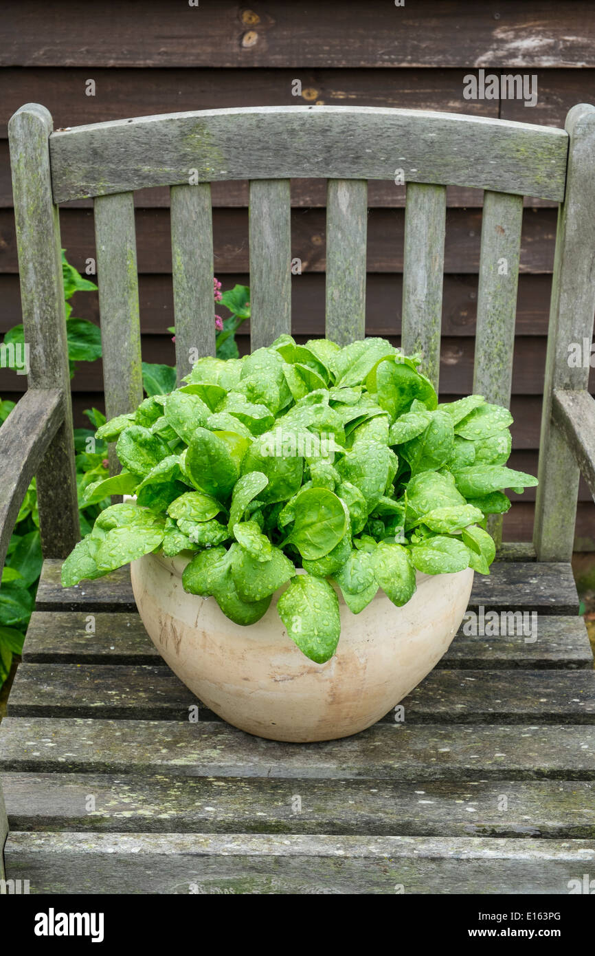 Gli spinaci, 'Amazon', che crescono in vaso sul patio sedia. Foto Stock