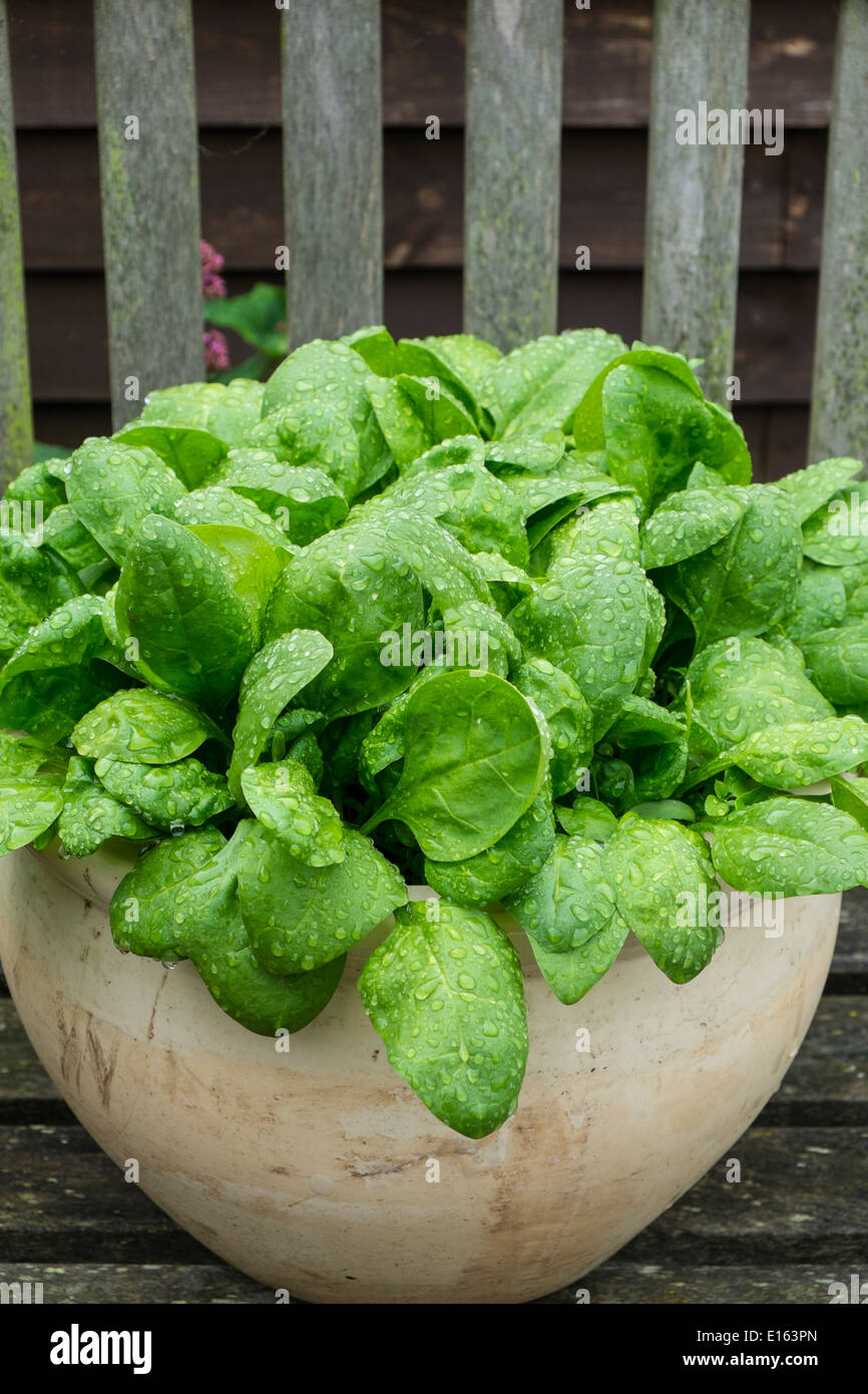 Gli spinaci, 'Amazon', che crescono in vaso sul patio sedia. Foto Stock