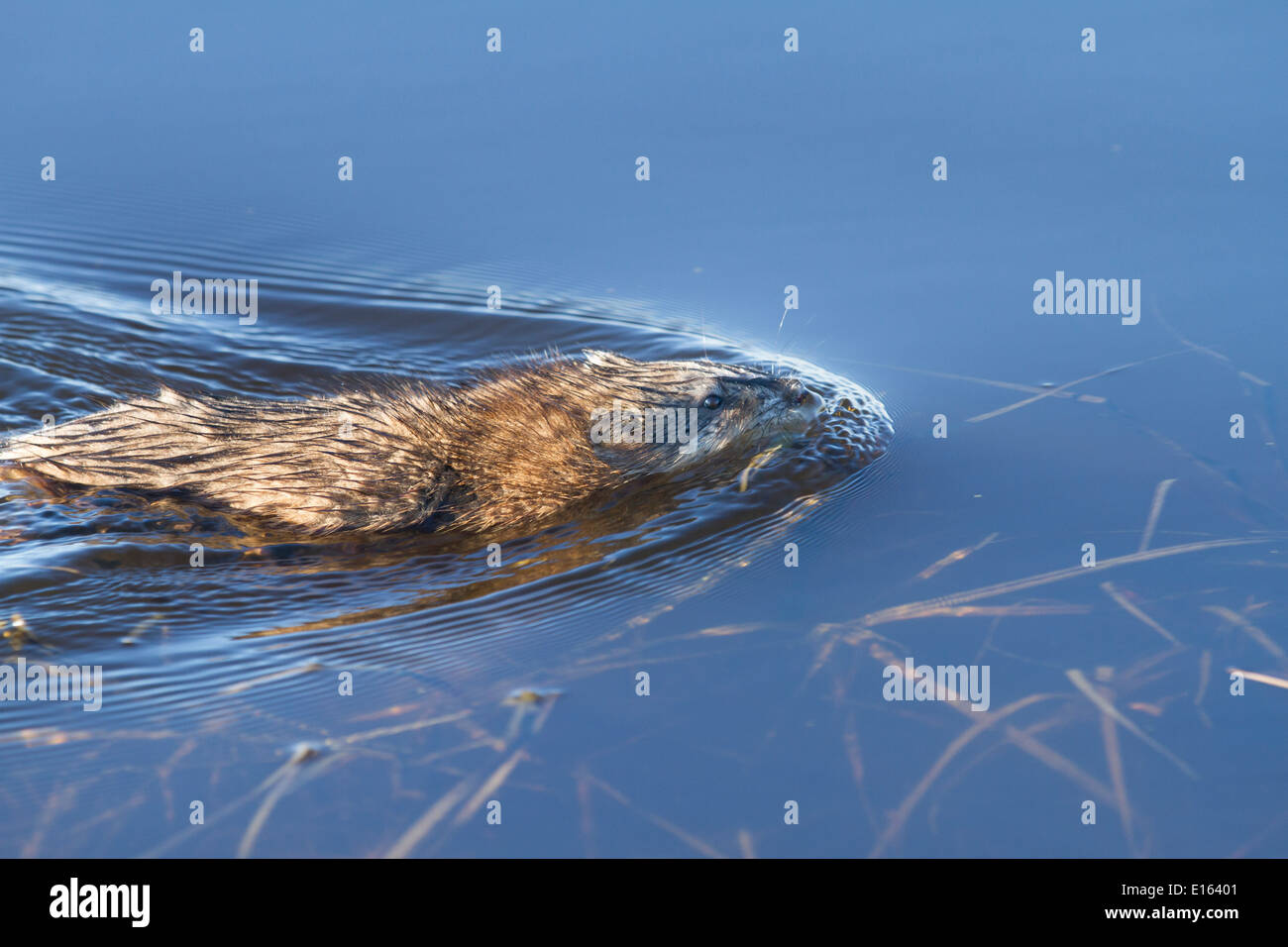 Topo muschiato (Ondatra zibethicus) Nuoto, nel profondo blu del lago di acqua, il suo habitat naturale. Foto Stock