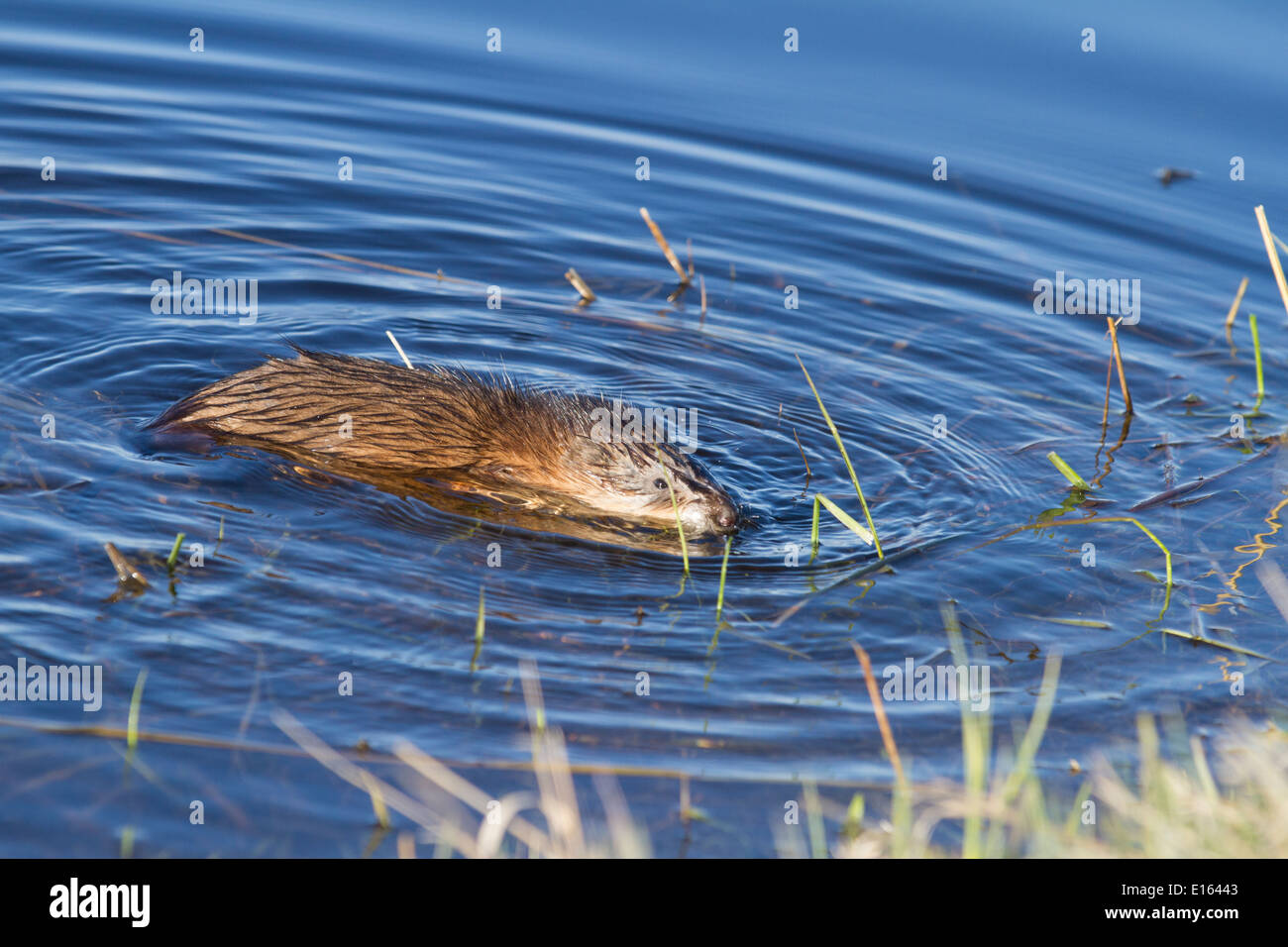 Topo muschiato (Ondatra zibethicus) Nuoto, nel profondo blu del lago di acqua, il suo habitat naturale. Foto Stock
