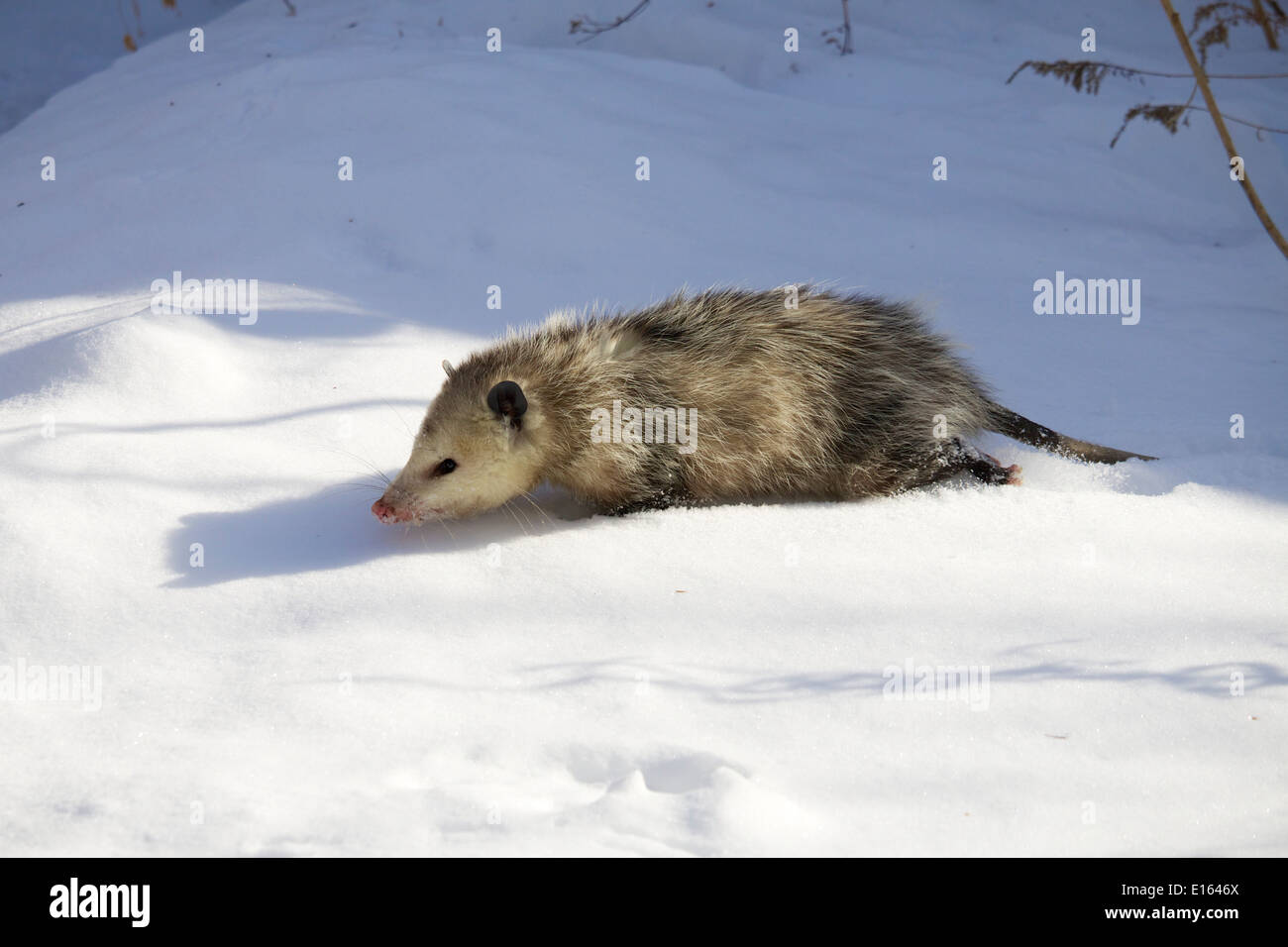 North American opossum in esecuzione attraverso la neve nel cortile suburbana. Oak Park, Illinois. Foto Stock