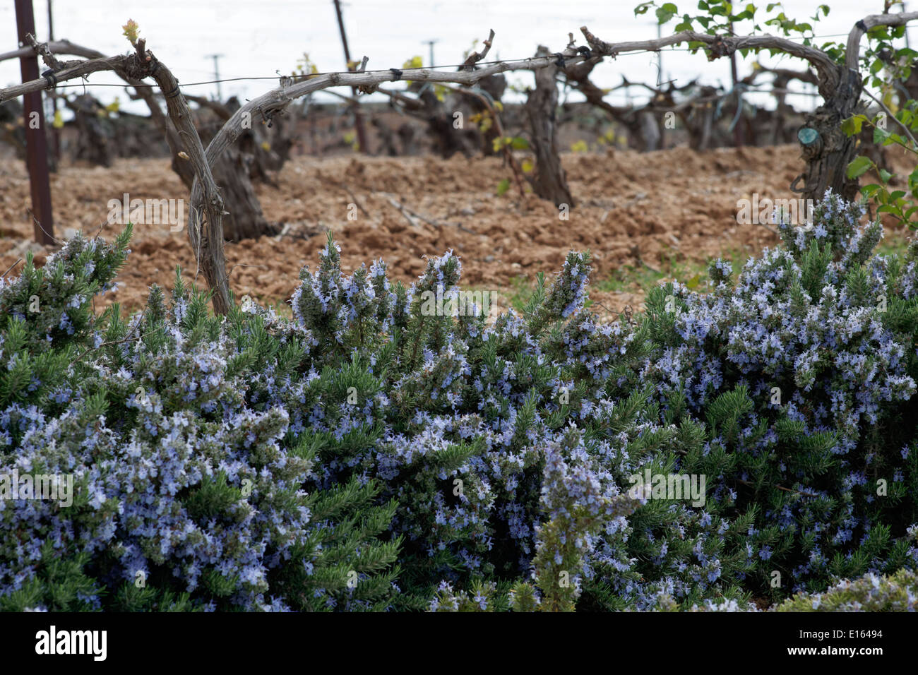 Ribera del Duero campagna, Spagna. Foto Stock