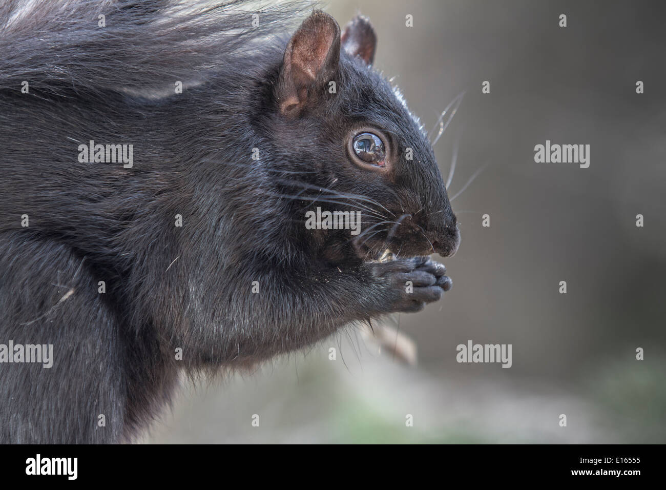 Nero scoiattolo (Sciurus carolinensis), folte tailed, vicino mentre si sta in piedi sul alimentatore di legno e mangiare. Foto Stock