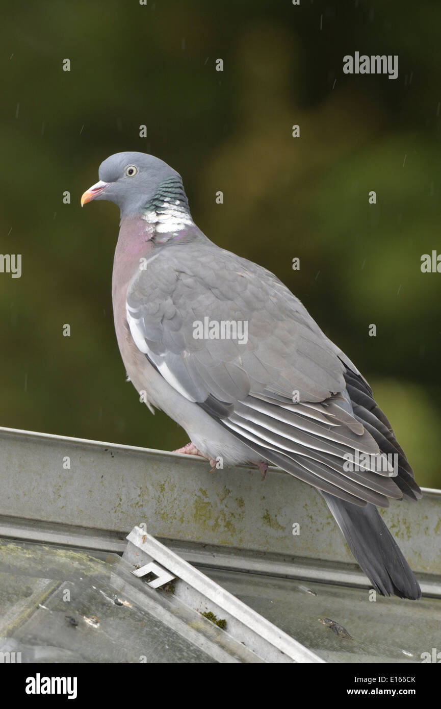 Woodpigeon Columba palumbus Foto Stock