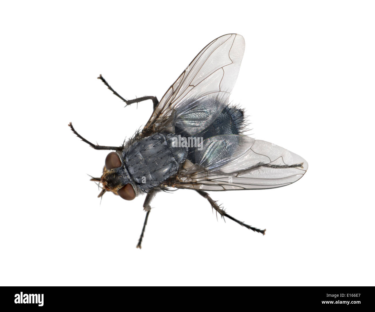 Bluebottle - Calliphora erythrocephala Foto Stock