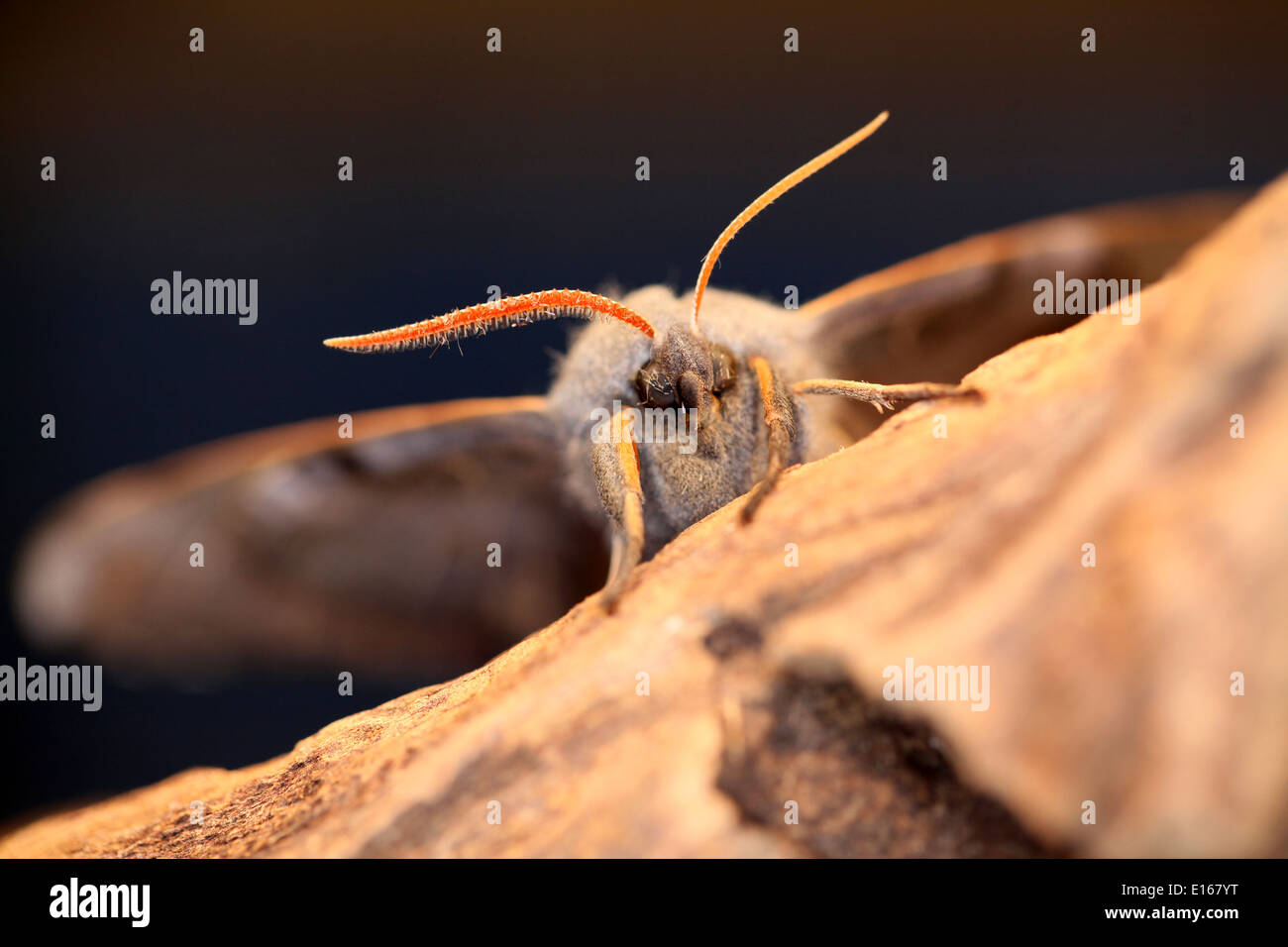 Una falena in stretta fino a che si arrampica su un pezzo di legno Foto Stock
