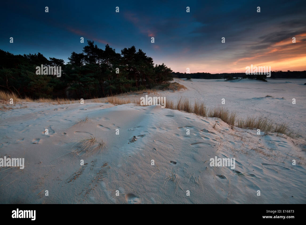 Tramonto su dune di sabbia, Gelderland, Paesi Bassi Foto Stock