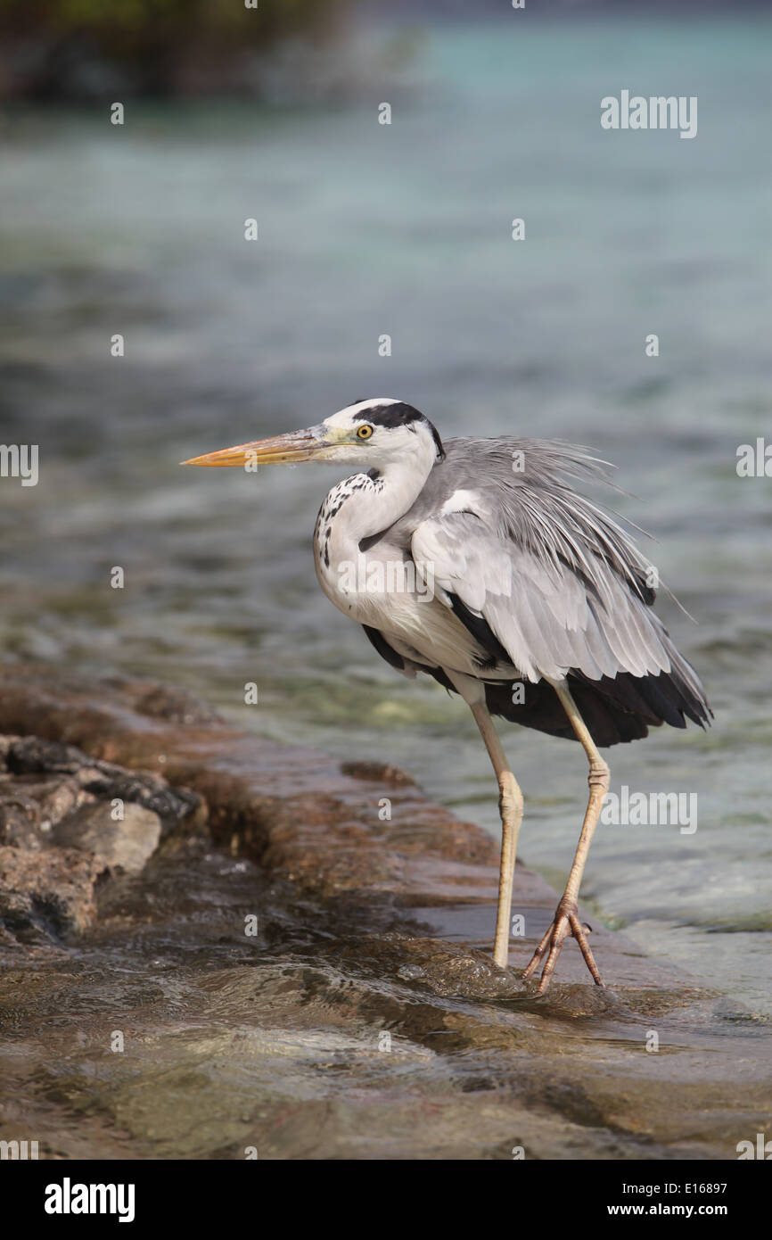 Un Stalking airone cinerino Foto Stock