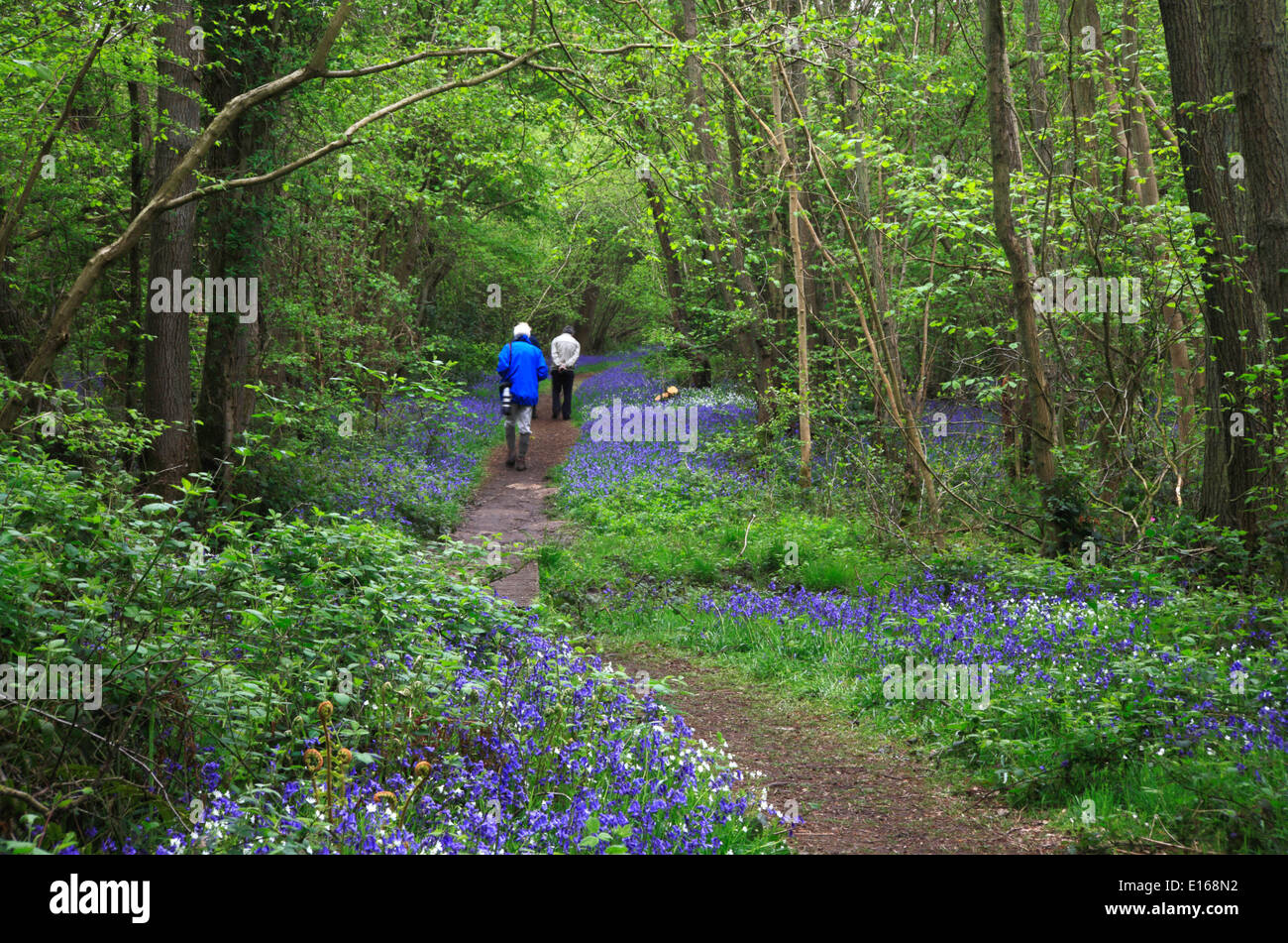Tre uomini anziani in una passeggiata attraverso bluebells in antichi boschi a Foxley, Norfolk, Inghilterra, Regno Unito. Foto Stock