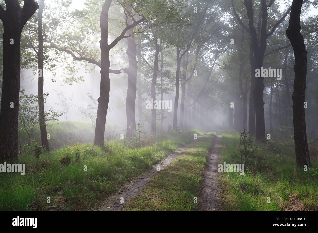 Raggi di sole in misty foresta verde Foto Stock