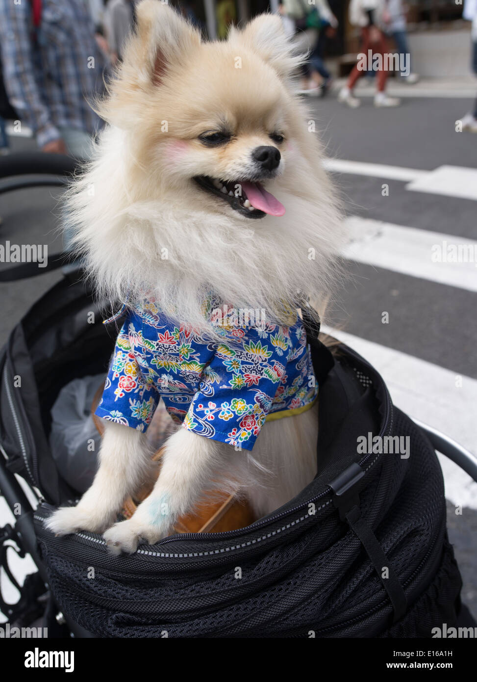 Cane che indossa il trucco e abbigliamento, Arita, Giappone Foto Stock Cane che indossa il trucco e abbigliamento, Arita, Giappone Foto Stock