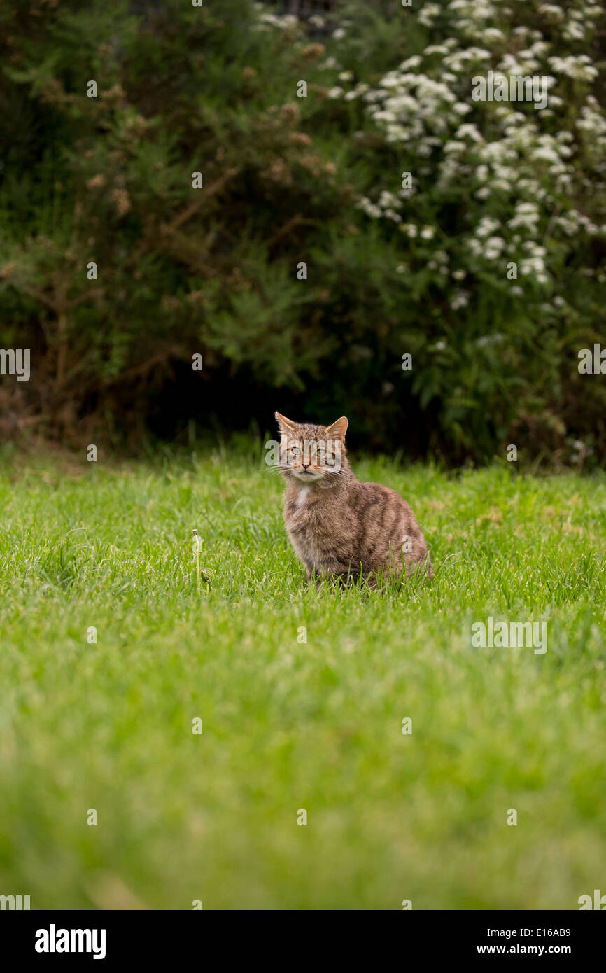 Scottish wildcat Foto Stock