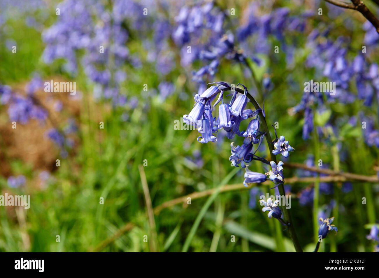 Fioritura tardiva bluebells nel Lake District Cumbria Regno Unito Foto Stock