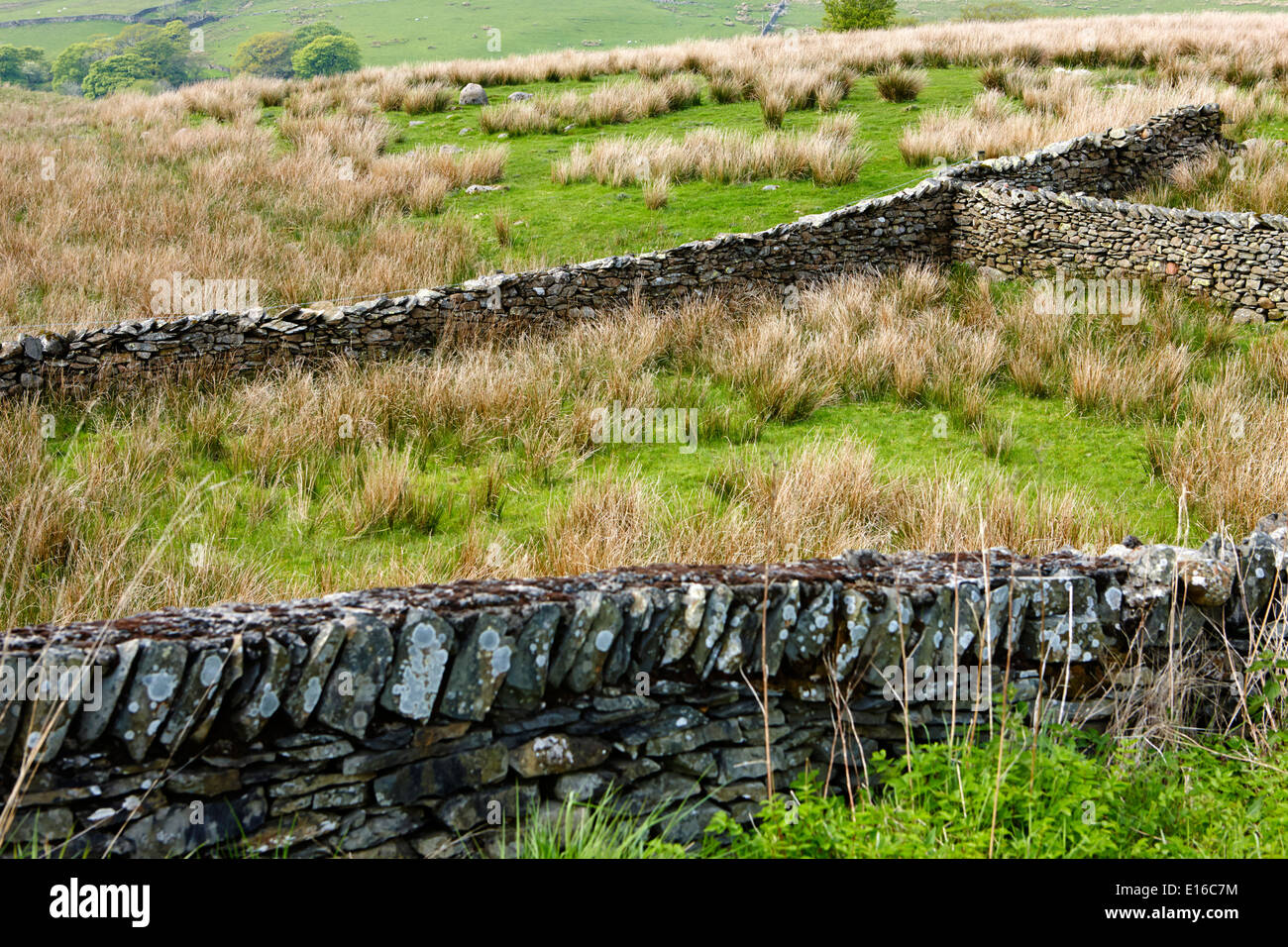 Asciugare la parete in pietra i confini del campo in Cumbria Regno Unito Foto Stock