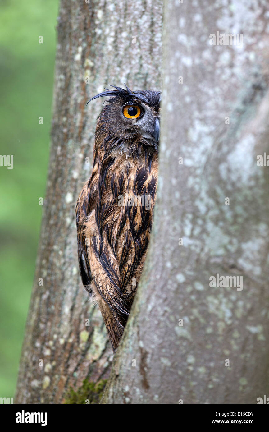 Gufo reale, Bubo bubo, seduti in una struttura ad albero Foto Stock