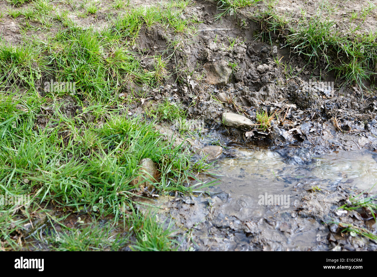 Fresca acqua sorgiva gorgogliamento fuori la fonte di massa northumberland regno unito Foto Stock