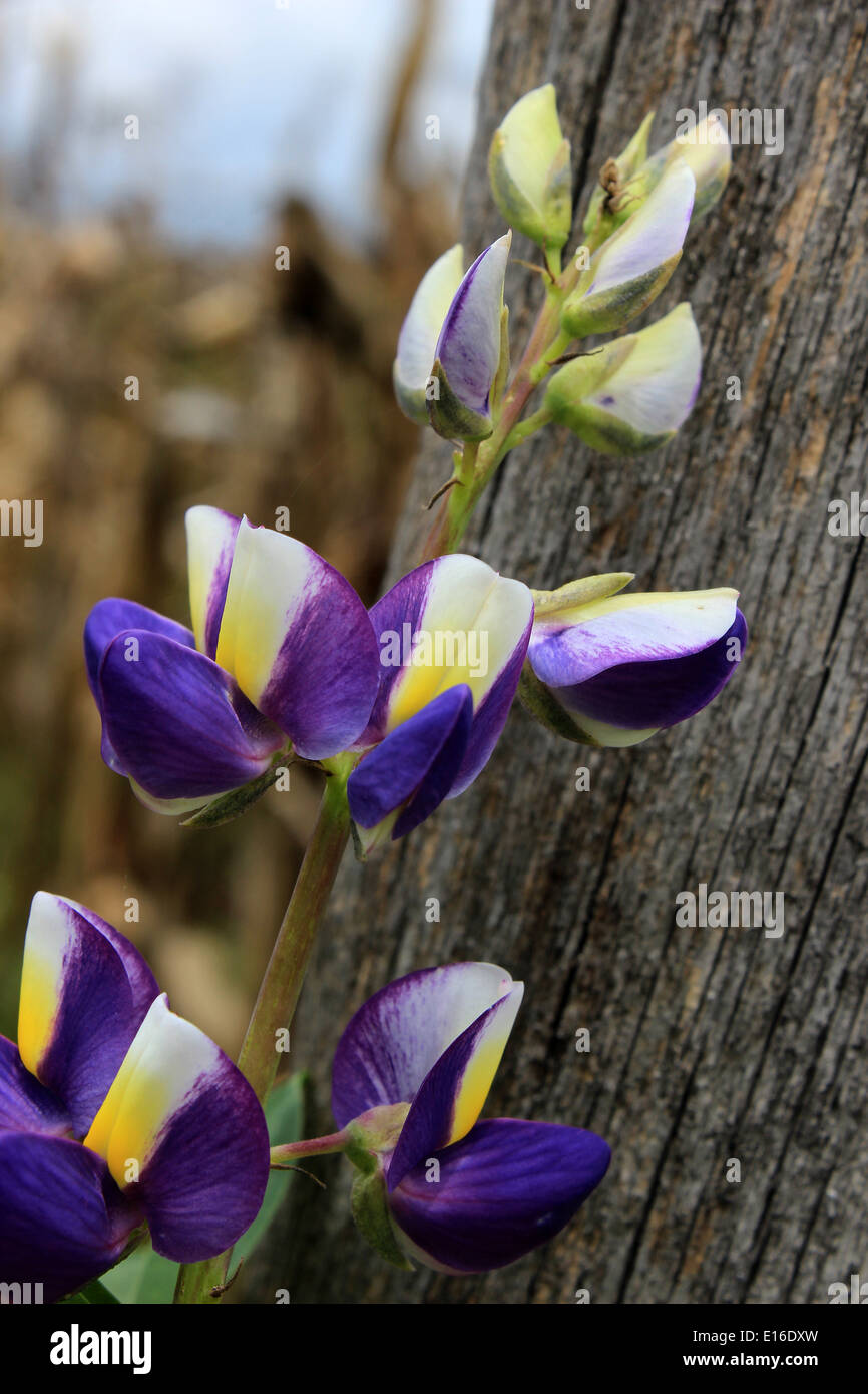 Un fiore di lupino cresce accanto ad un palo da recinzione in un campo di agricoltori in Cotacachi, Ecuador Foto Stock