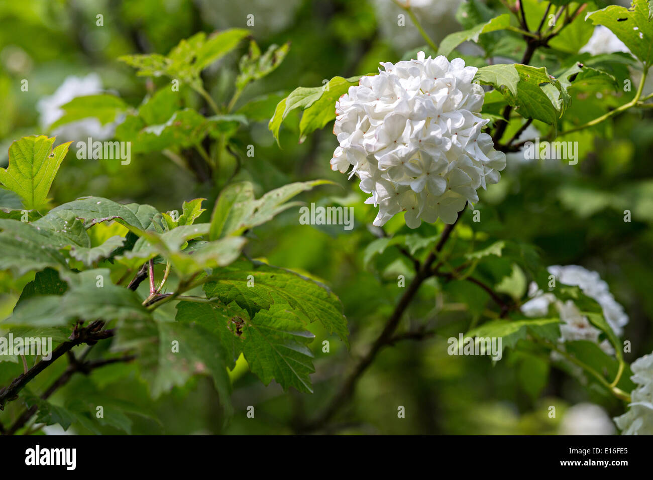 Snowball boccola testa di fiori Foto Stock