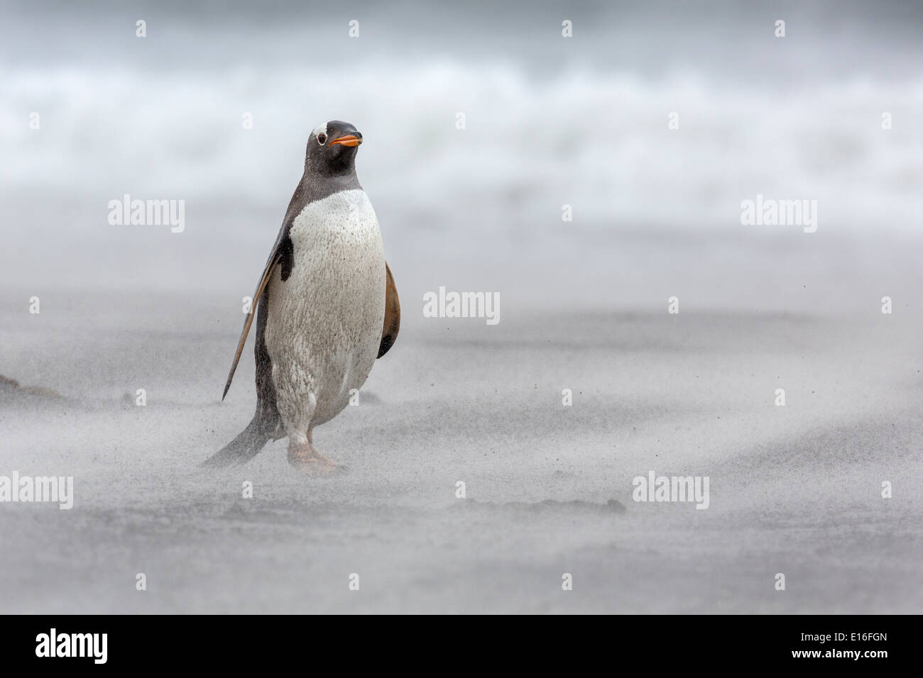 Gentoo Penguin Pygoscelis papua, passeggiate sulla spiaggia in una tempesta di sabbia Foto Stock