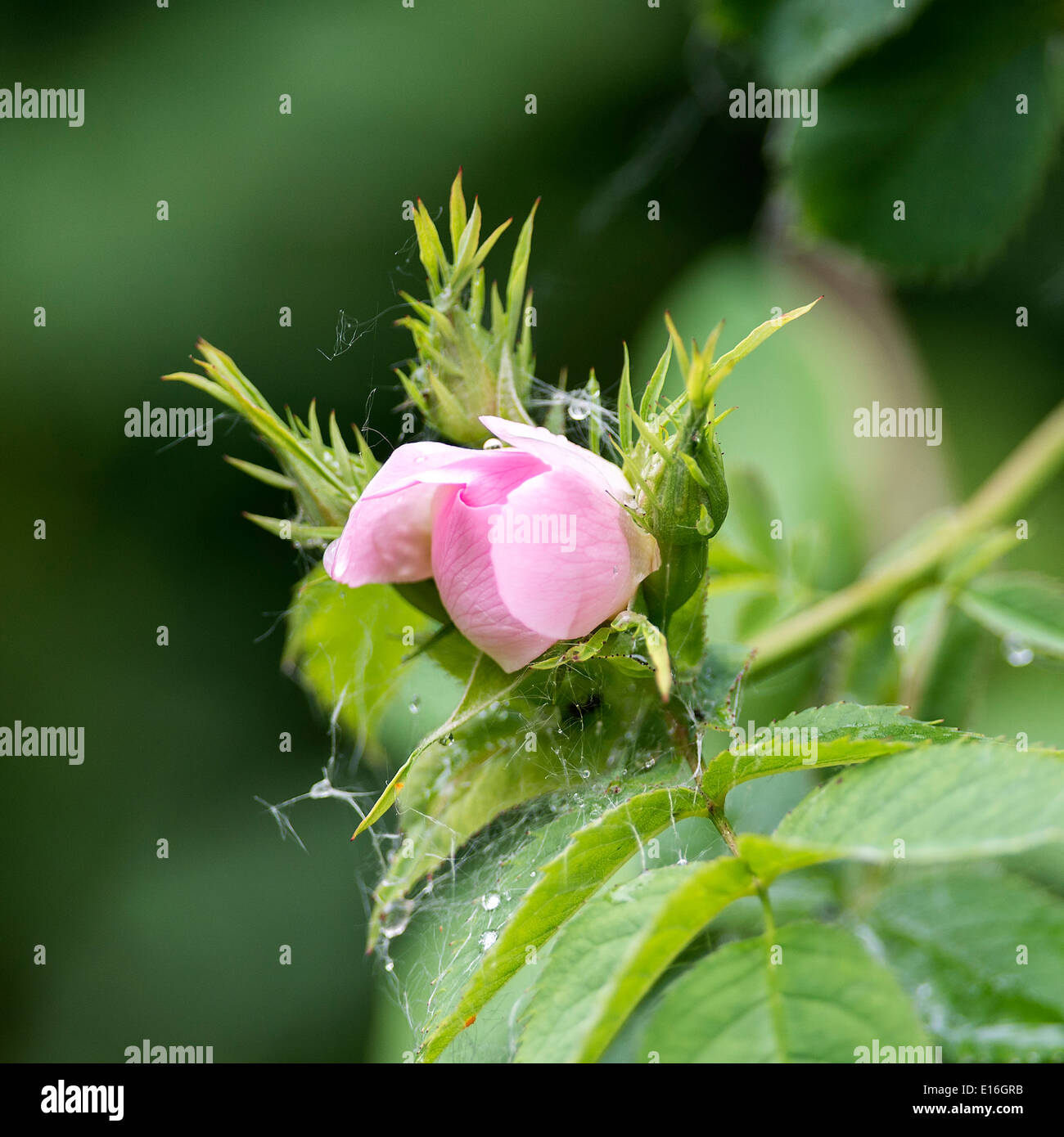 Le prime fasi di una Rosa Canina in Bud che esplode nel fiore a Fairburn Ings Castleford Yorkshire England Regno Unito Regno Unito Foto Stock