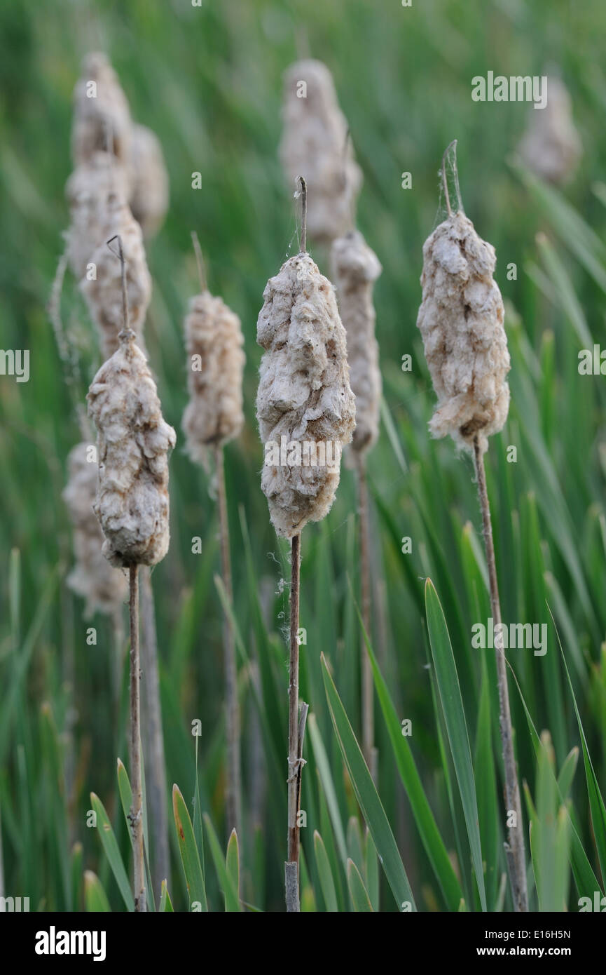 Vecchie teste di seme di giunco o tifa (Typha latifolia) stare al di sopra della nascente foglie. Dungeness, Kent, Regno Unito. Foto Stock