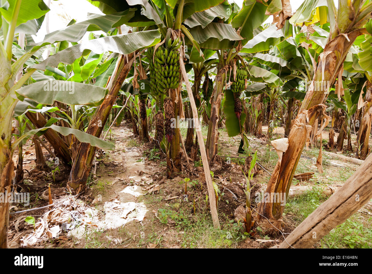 Dettagli di alberi di banane che mostra acerbo frutto verde e infiorescenza, crescente interno molto grande polytunnels Foto Stock