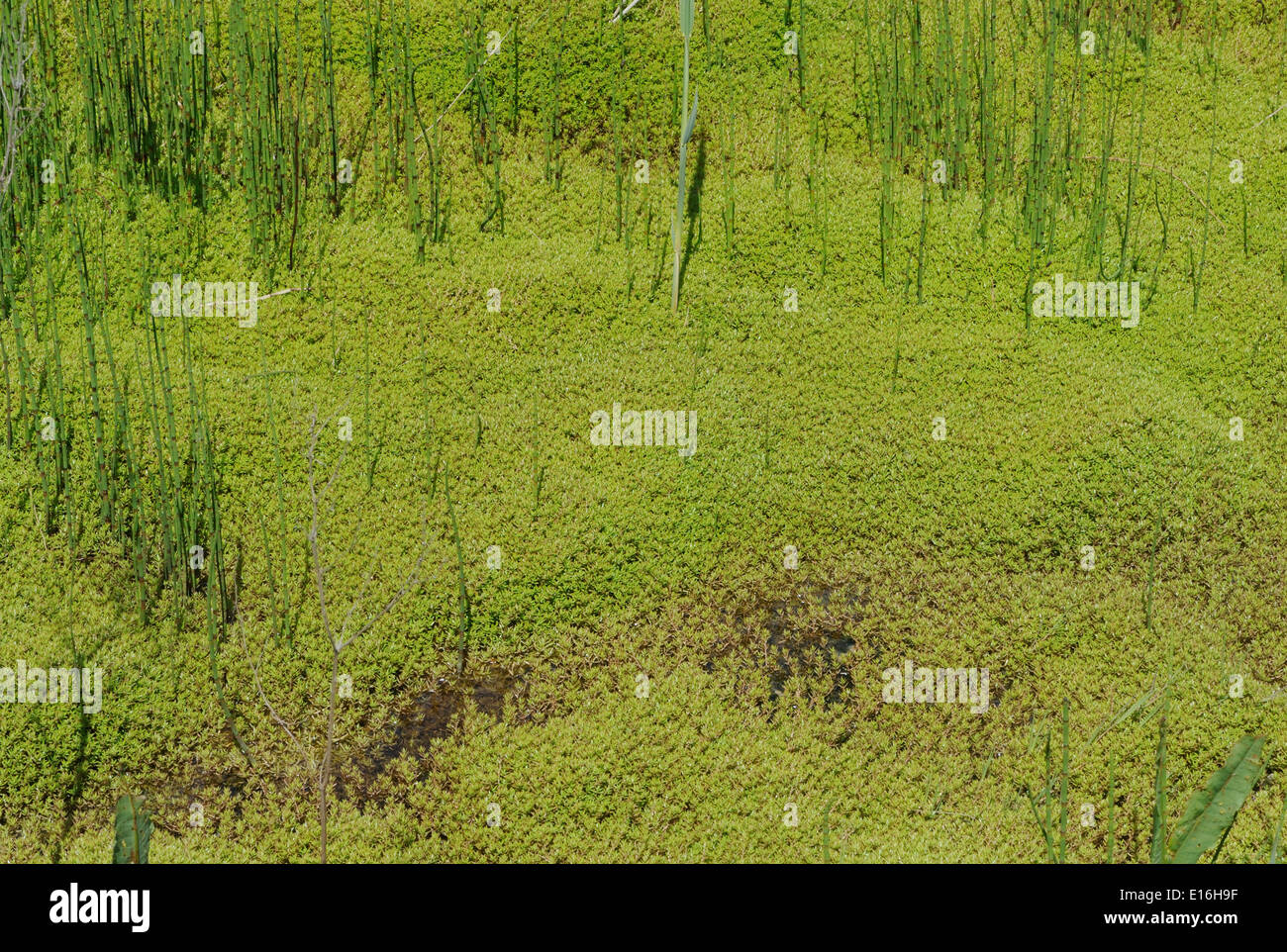 Nuova Zelanda pygmyweed (Crassula helmsii) zoccoli di fossi di drenaggio delle paludi a Dungeness. Dungeness, Kent, Regno Unito Foto Stock