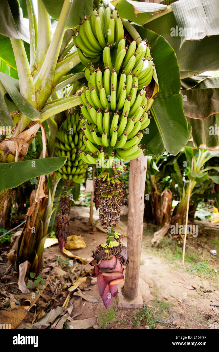Dettagli di alberi di banane che mostra acerbo frutto verde e infiorescenza, crescente interno molto grande polytunnels Foto Stock