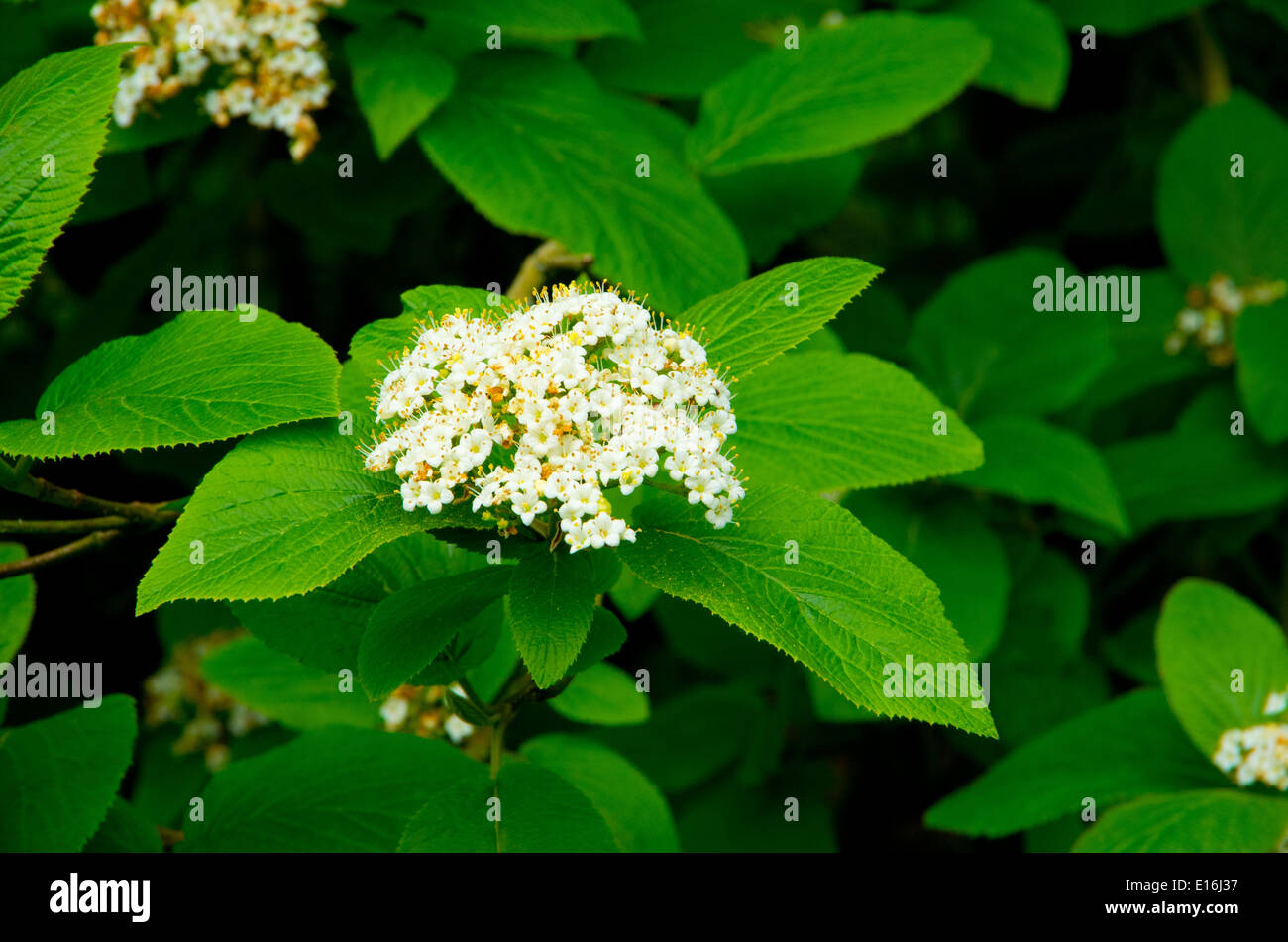 Wayfaring Tree in fiore ( Viburnum lantana ), NEL REGNO UNITO NELLA PRIMAVERA Foto Stock