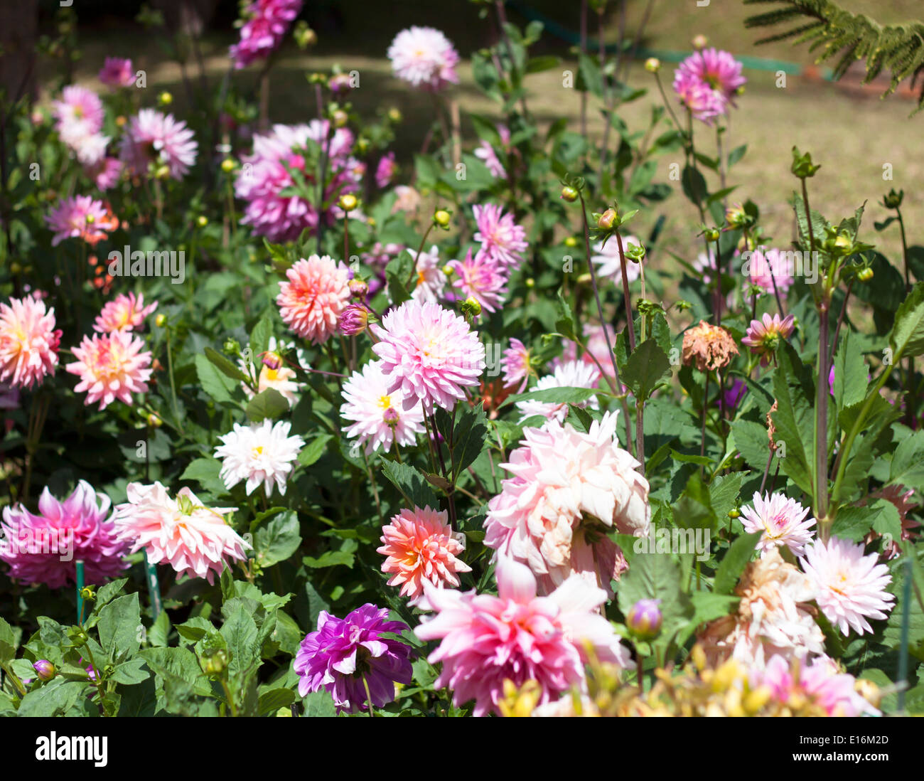 Fiori di colore rosa in fiore nel parco, fiori piante. Foto Stock