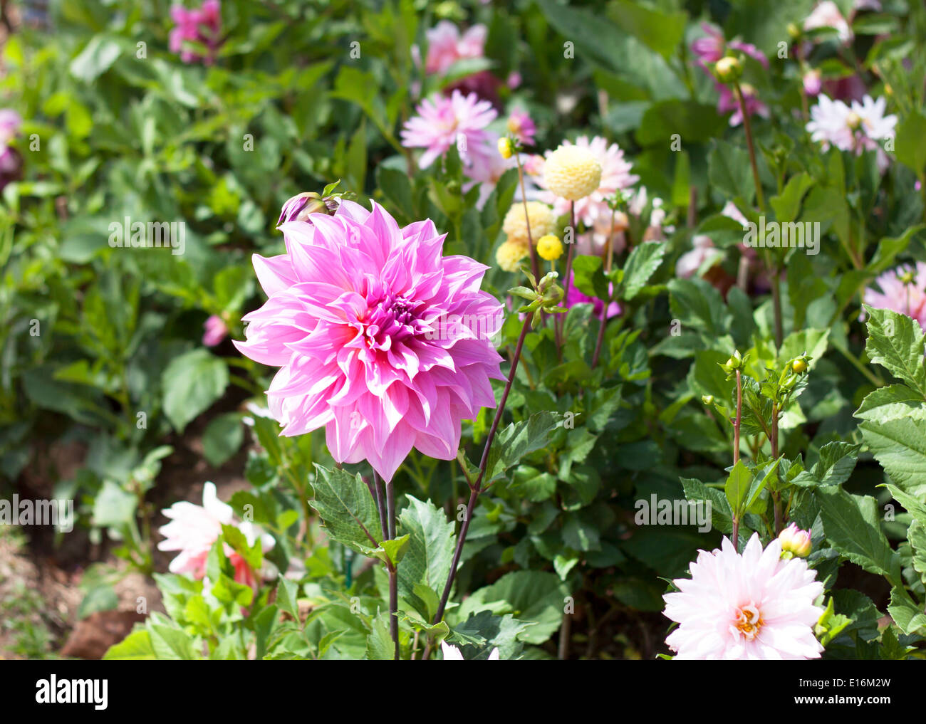 Fiori di colore rosa in fiore nel parco, fiori piante. Foto Stock