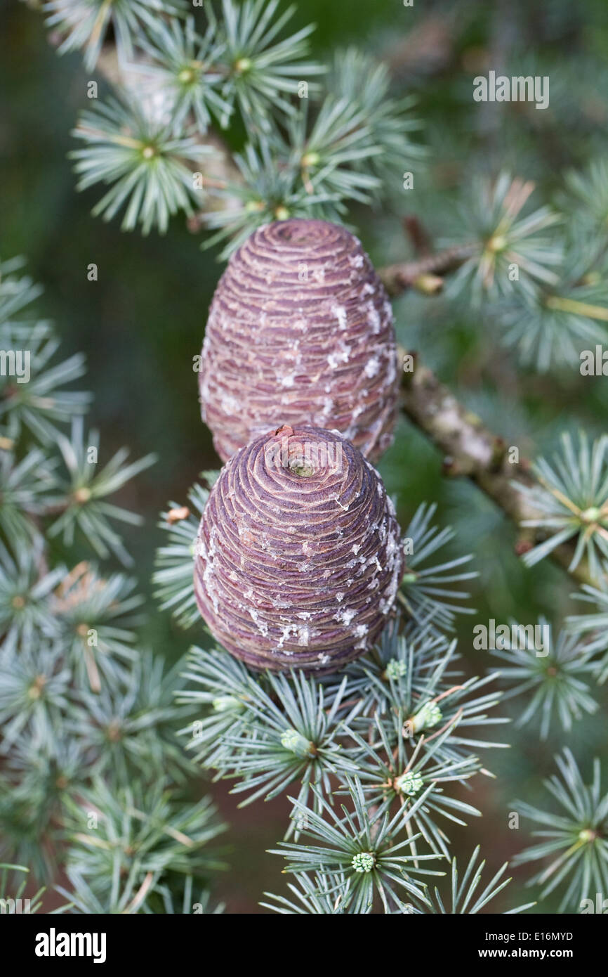 Cedrus atlantica pigna. Atlas cedro. Foto Stock