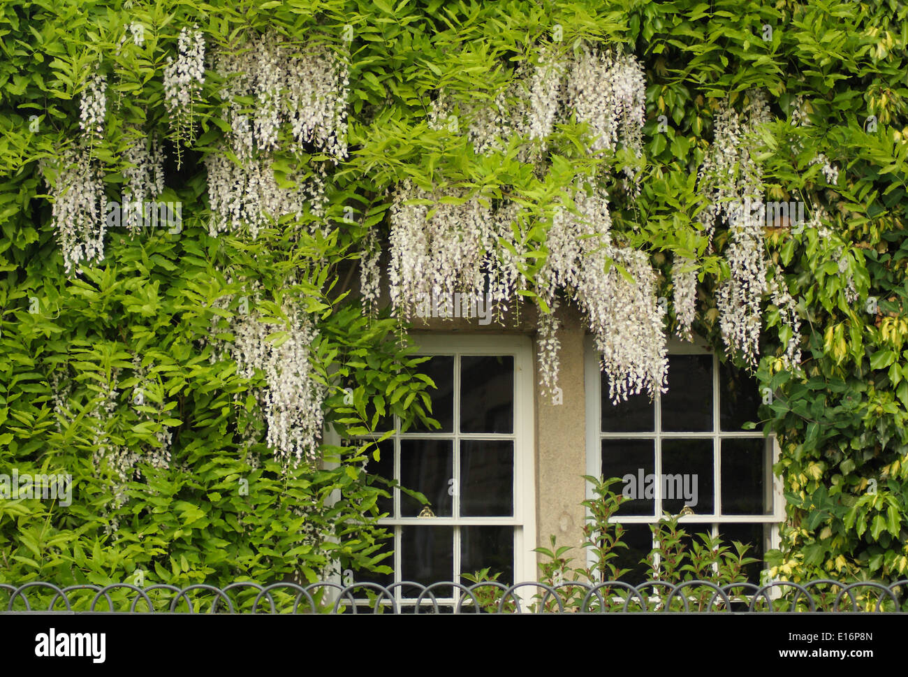 Wisteria sinensis Alba - cinese telai di glicine le finestre di un paese di lingua inglese cottage, Foto Stock