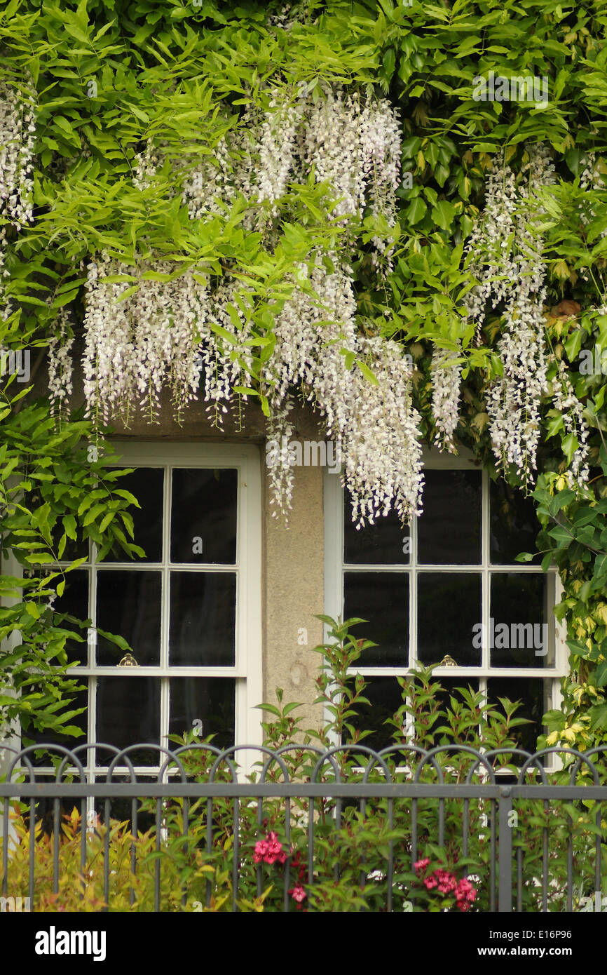Wisteria sinensis Alba - cinese telai di glicine le finestre di un paese di lingua inglese cottage, Foto Stock