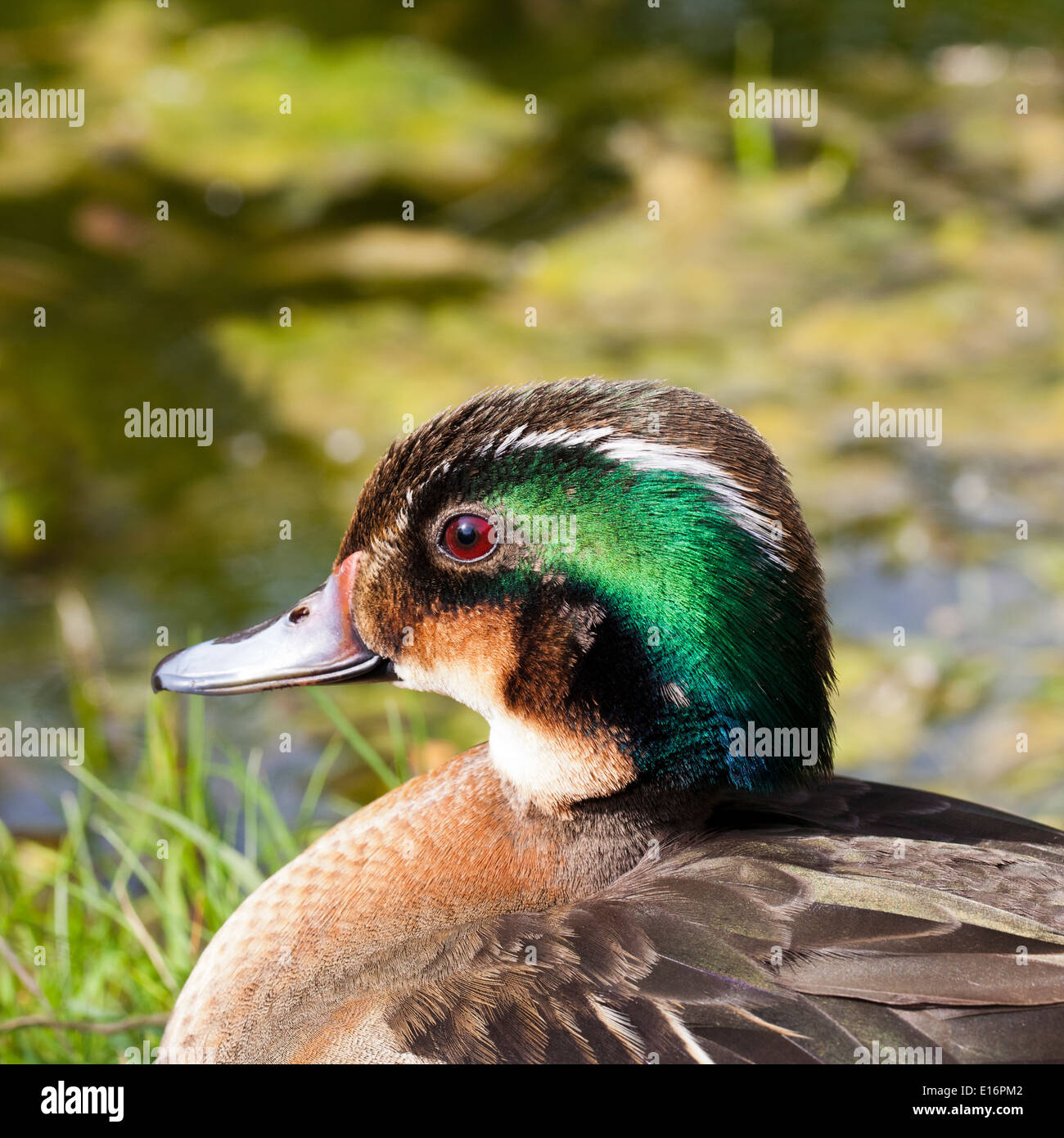 Il Germano Reale al sole Foto Stock