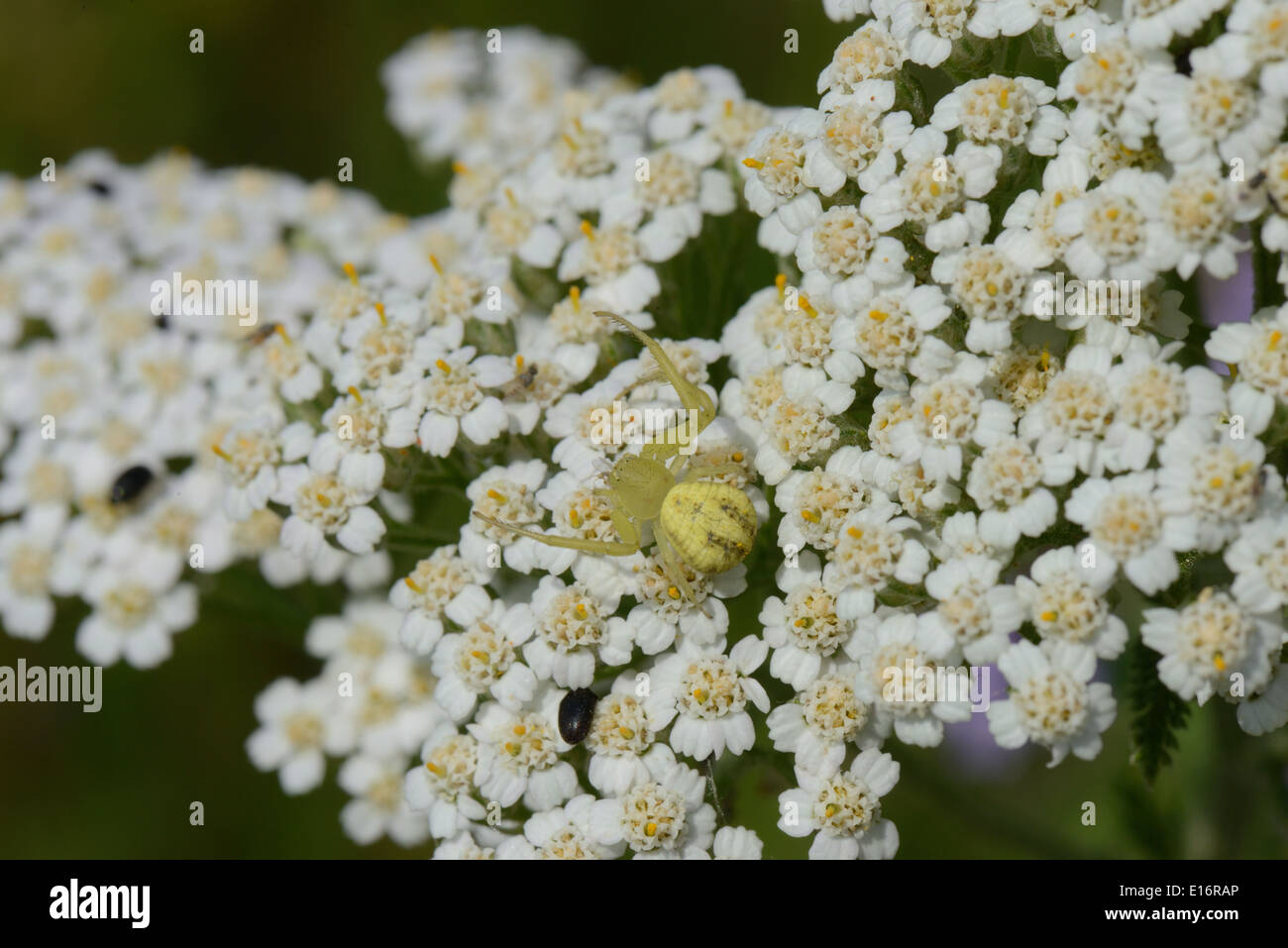 Yarrow comune con il ragno granchio Foto Stock