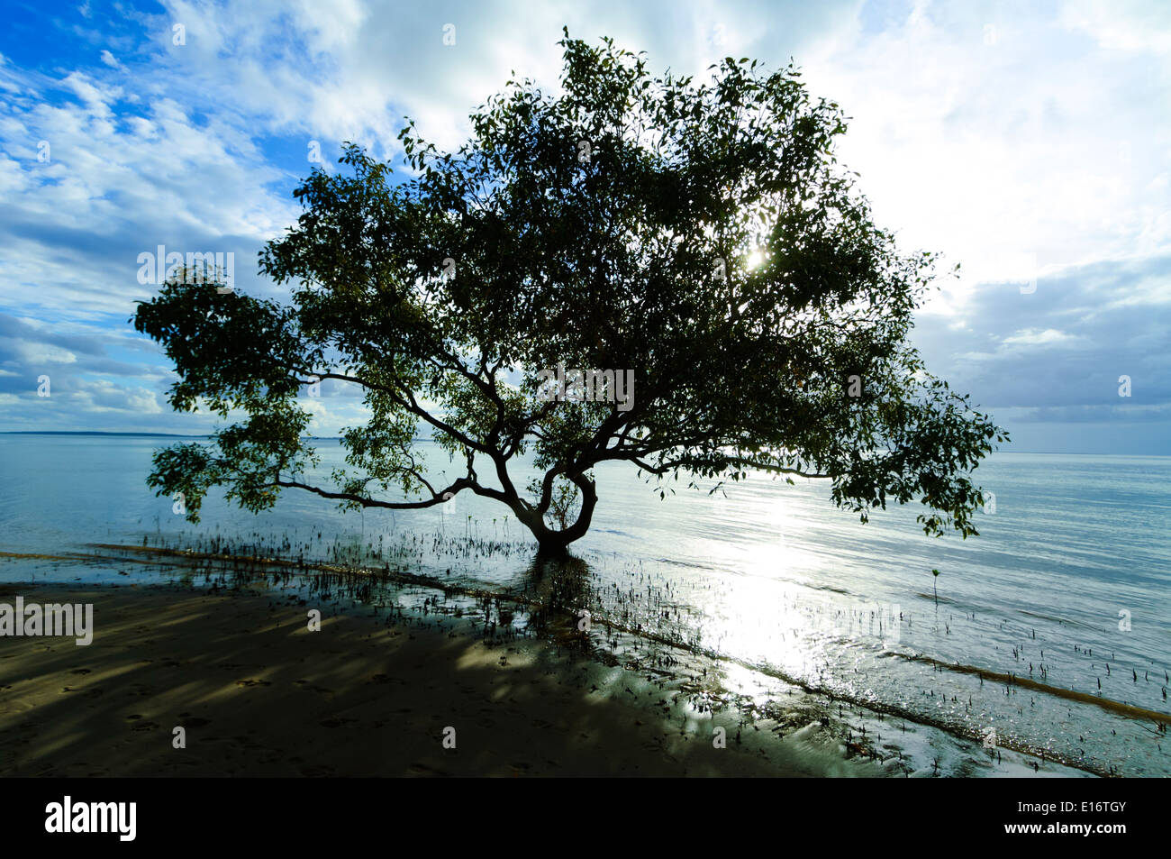 Mangrovie grigio al tramonto, l'Isola di Fraser, Queensland, QLD, Australia Foto Stock