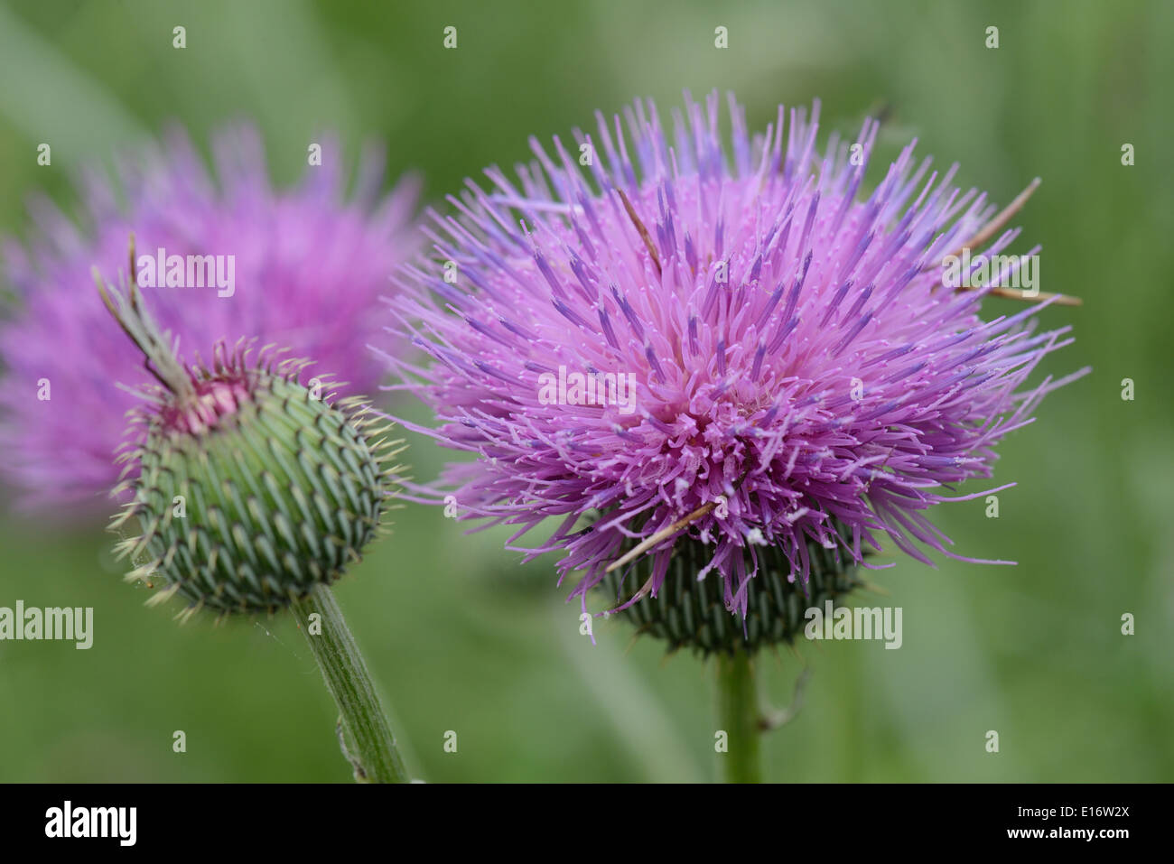 Cardo selvatico di Texas Foto Stock