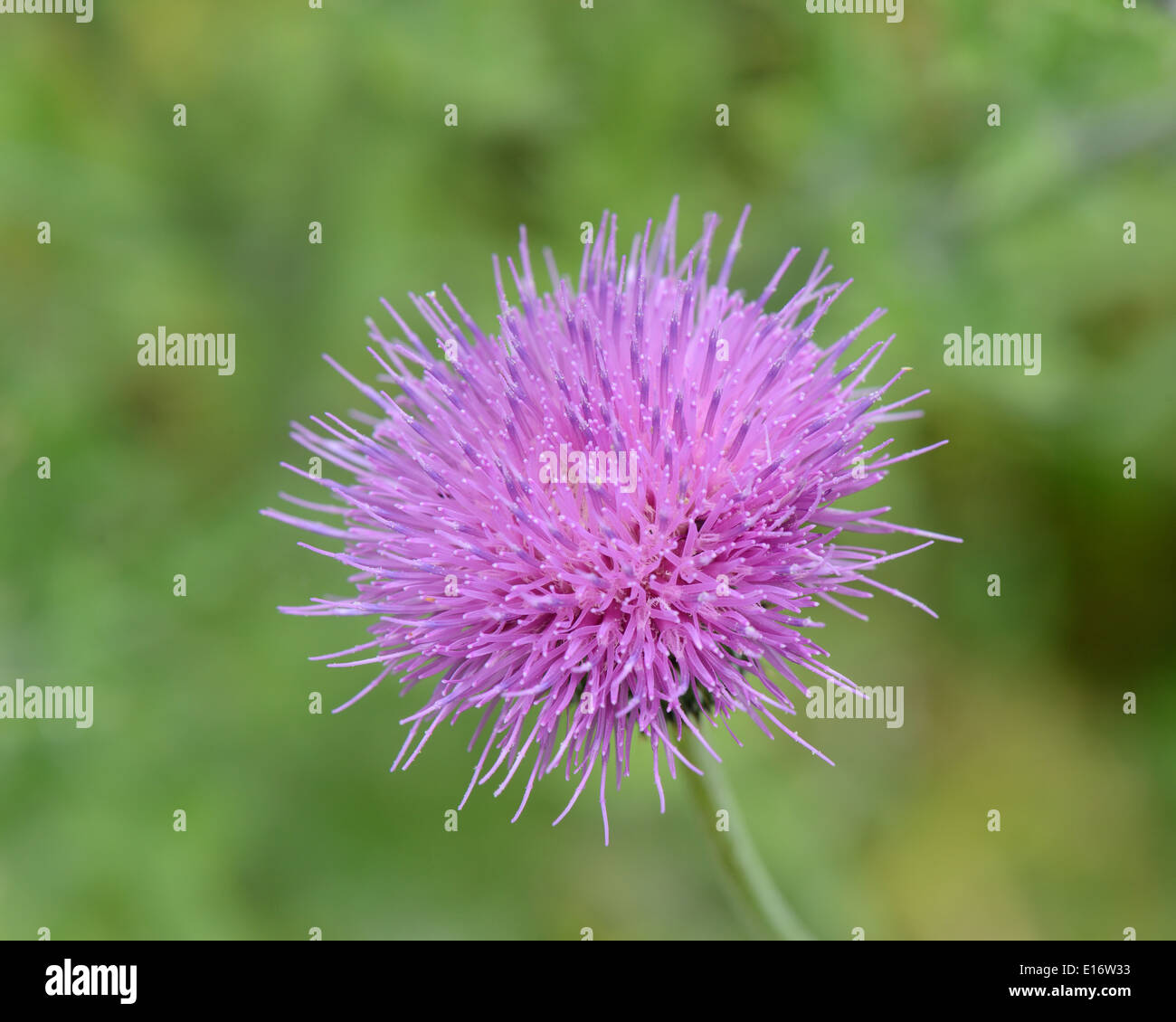 Cardo selvatico di Texas Foto Stock