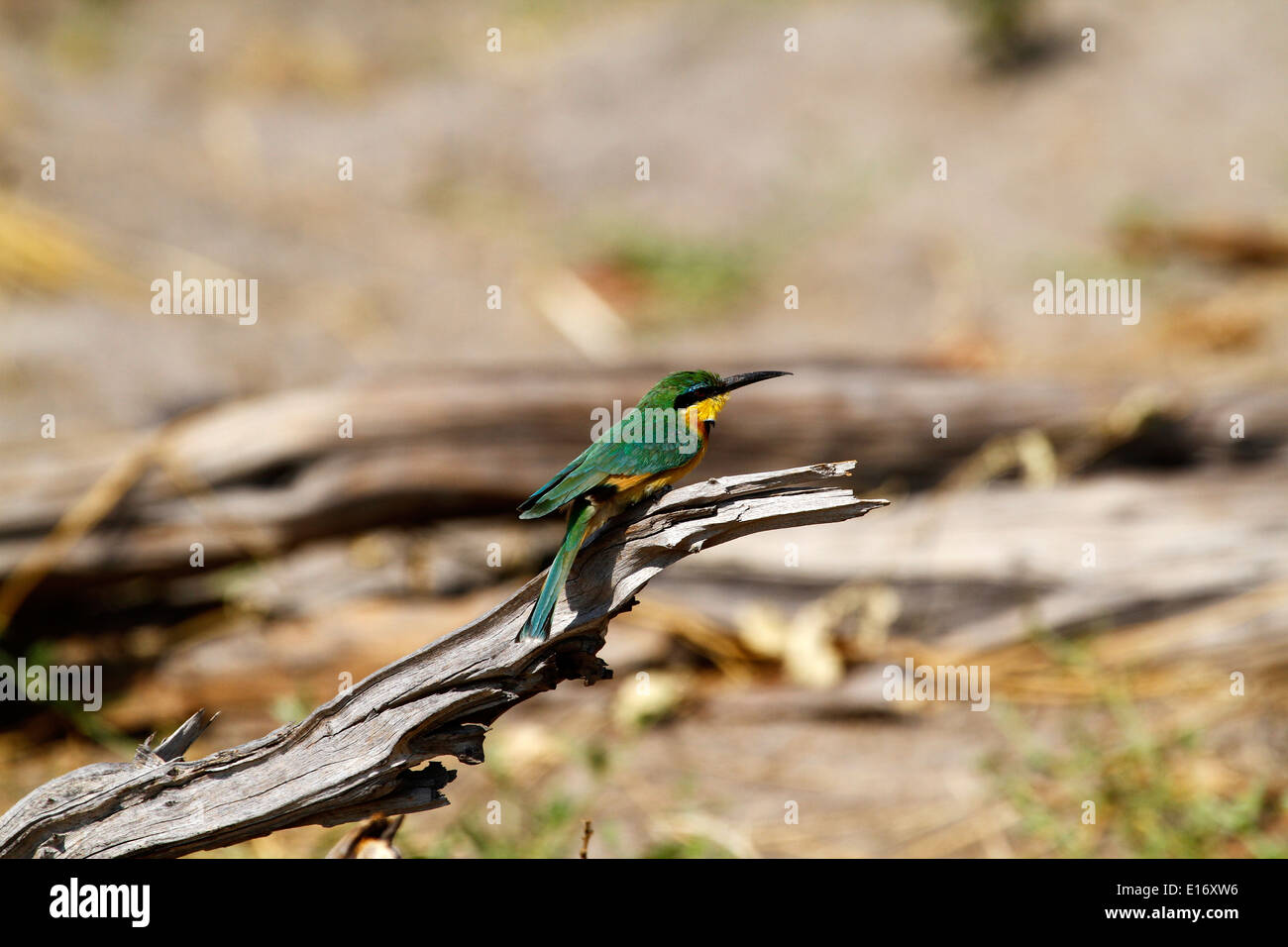 Poco africano gruccione appollaiato su un filo morto ramo di legno, un bel verde cangiante e uccello giallo. Foto Stock