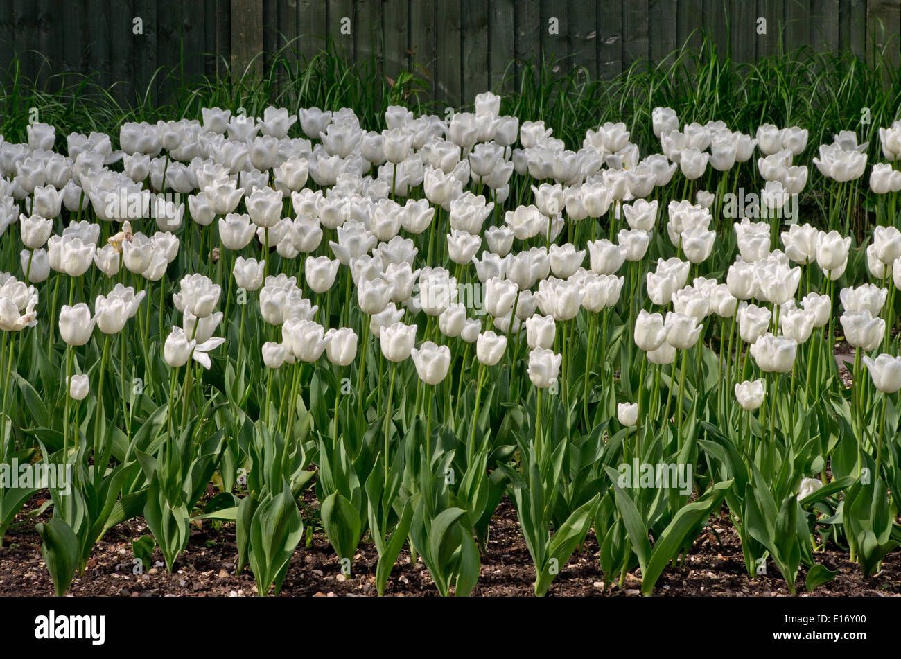 Tulip sogno bianco Foto Stock