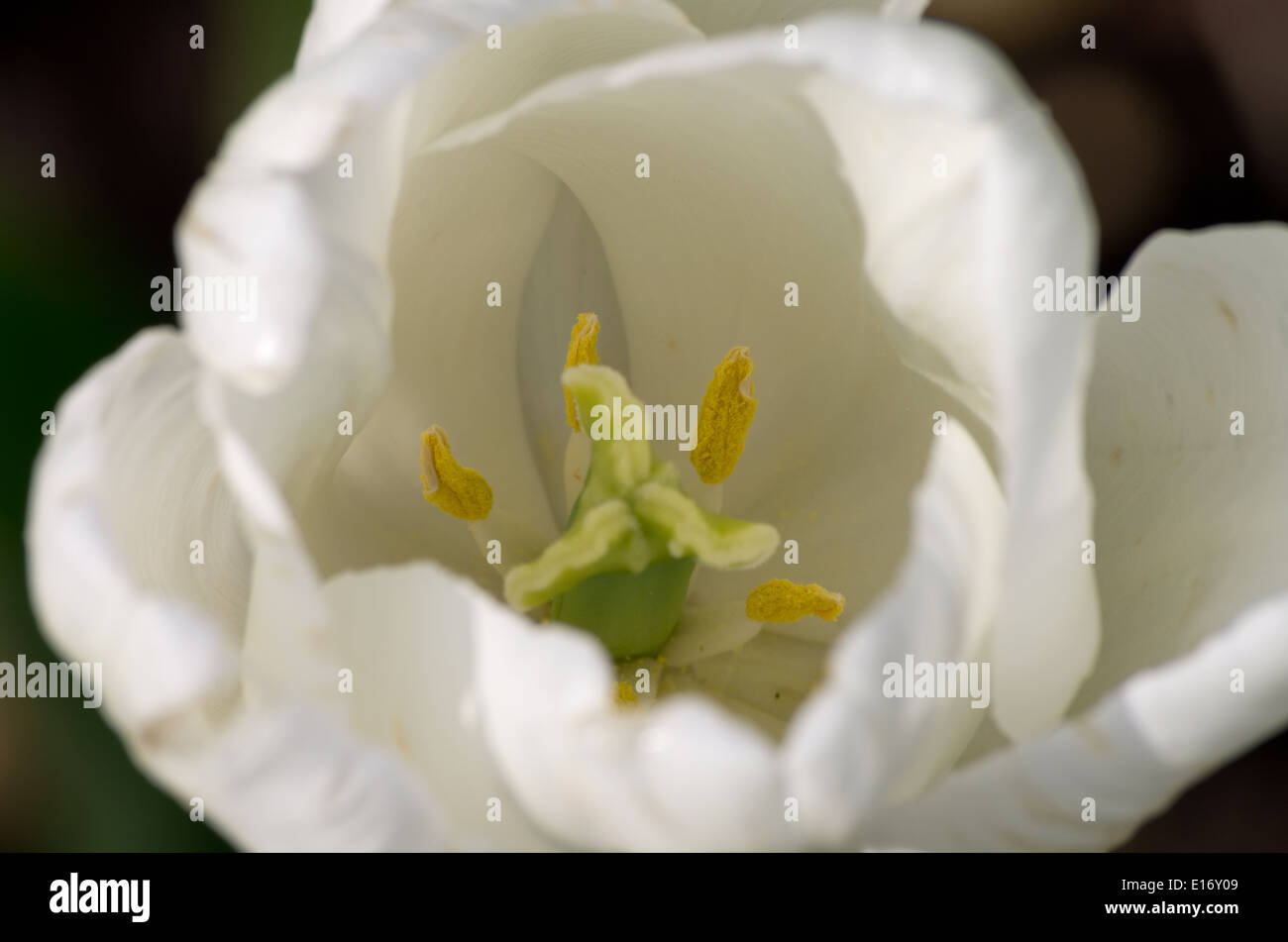 Tulip sogno bianco Foto Stock