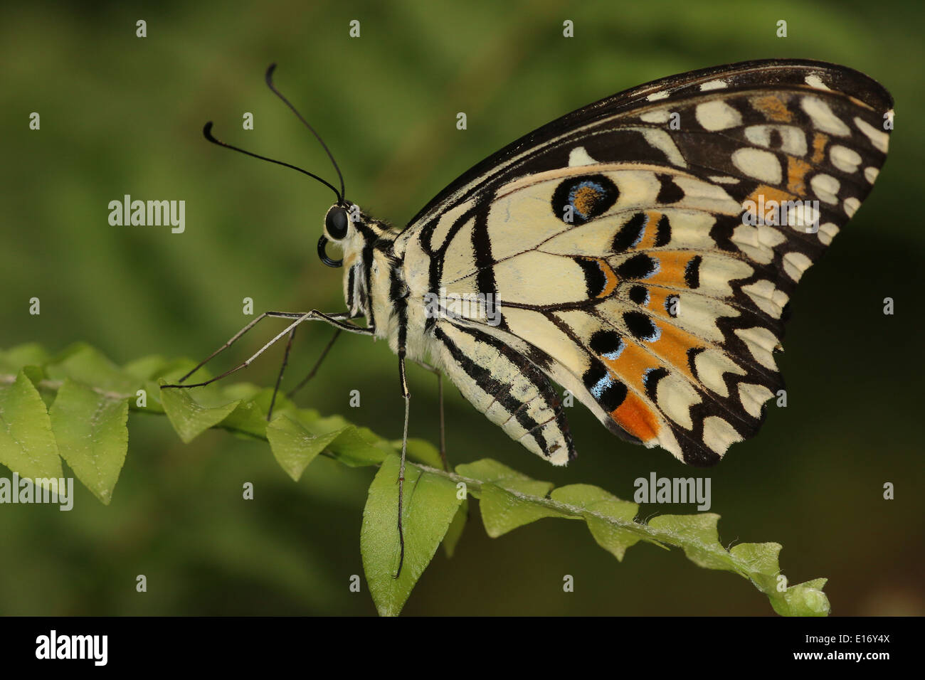 A coda di rondine a scacchi (Papilio demoleus) a.k.a. Farfalla di limone, calce Butterfly, calce a coda di rondine o piccole farfalle di agrumi Foto Stock